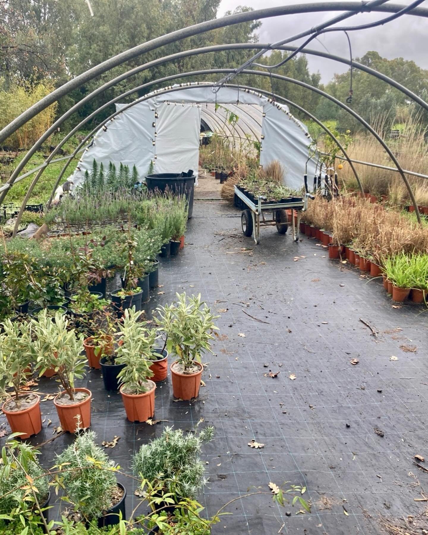 nursery work these last days&mdash;dividing plants, potting them up in new terecho, cleaning up older potted plants, potting them on and organizing the stock ( which was a bit helter skelter after the crazy winds and rain)