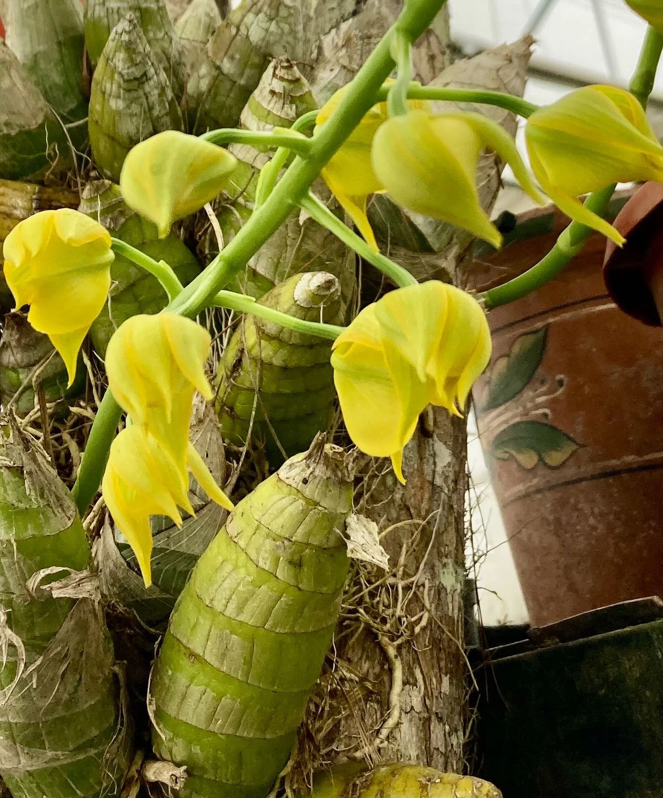 This is another mormodes badia not fully open with a black ant that lives in its bulbs and is rewarded with a sugary excretion for defending the plant against worms and crickets. It has a sharp bite and stinger that is also very painful for humans