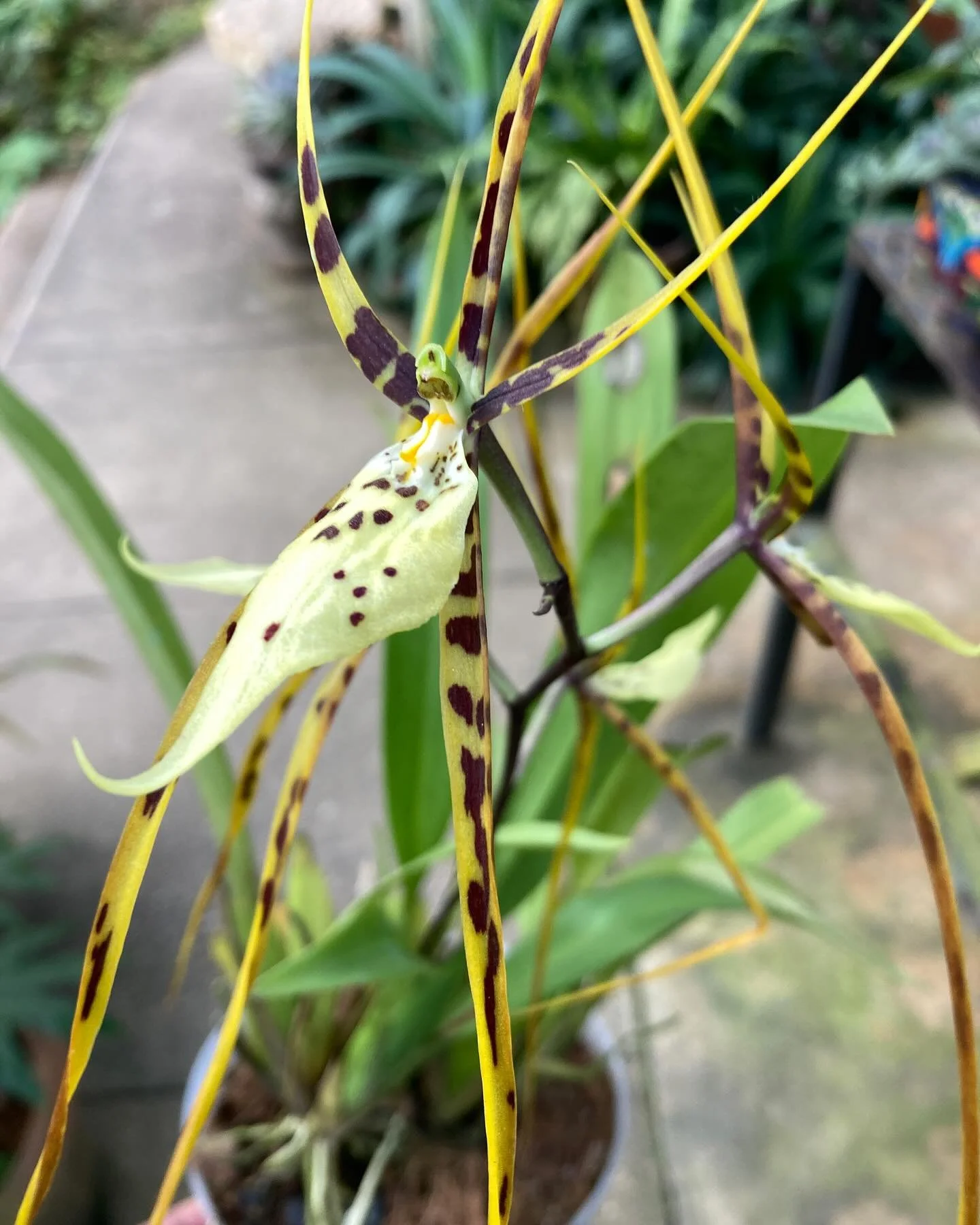 Last day at the Vallarta botanical garden and I think I found my orchid. Brassia Maculata