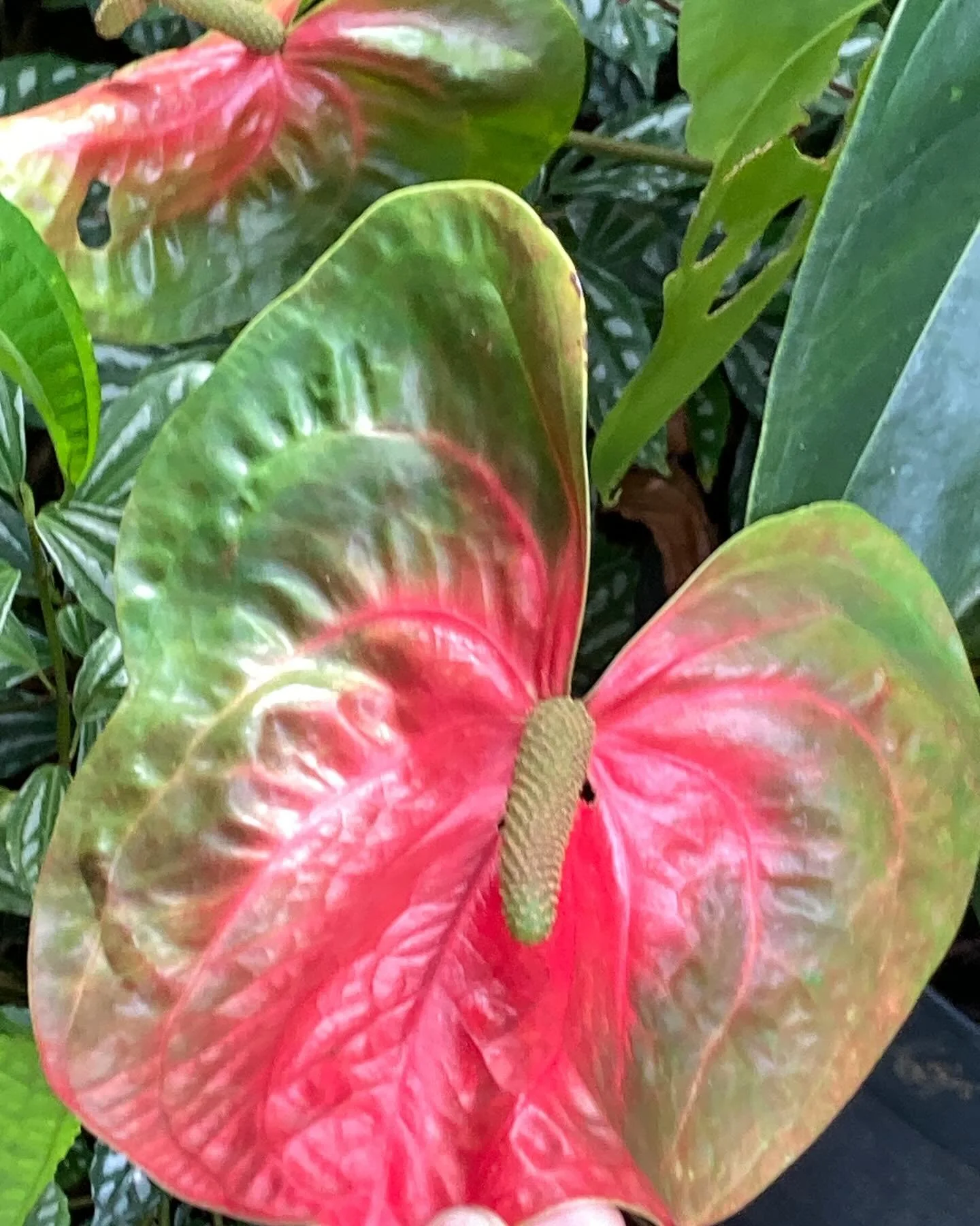 The ebullient world of anthuriums