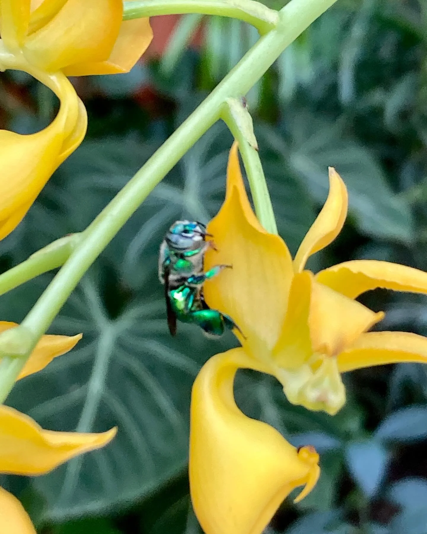 A metallic orchid bee (euglossa viridissina) having its way with yellow  beauty mormodes badia ( which has only one possible pollinator&mdash;this metallic bee!)
Orchids often droop or close up or change color as they age or get pollinated&mdash; a s