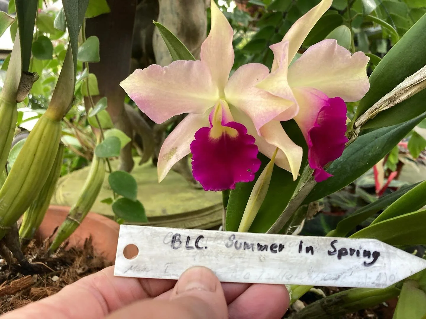 Some last orchids including my fav hybrid cattleyas-Psycho Bride. My colleague and plant biology mentor here Manu (and apparently artist as well) gave me this watercolor as a parting gift  As always I leave a place with mixed emotions