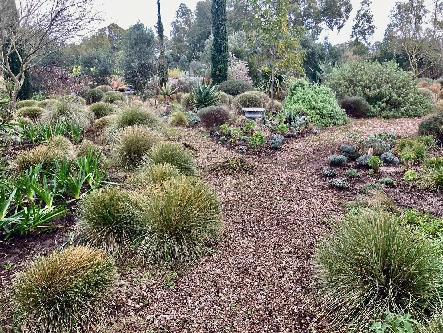 Some views of the garden rehab we did at Vivao i Campi Sardinia. we cleared out a large area and i mustve planted 150 new plants in waves and high low density! What a pleasure to create with these experienced mediterranean landscape designers Leo and