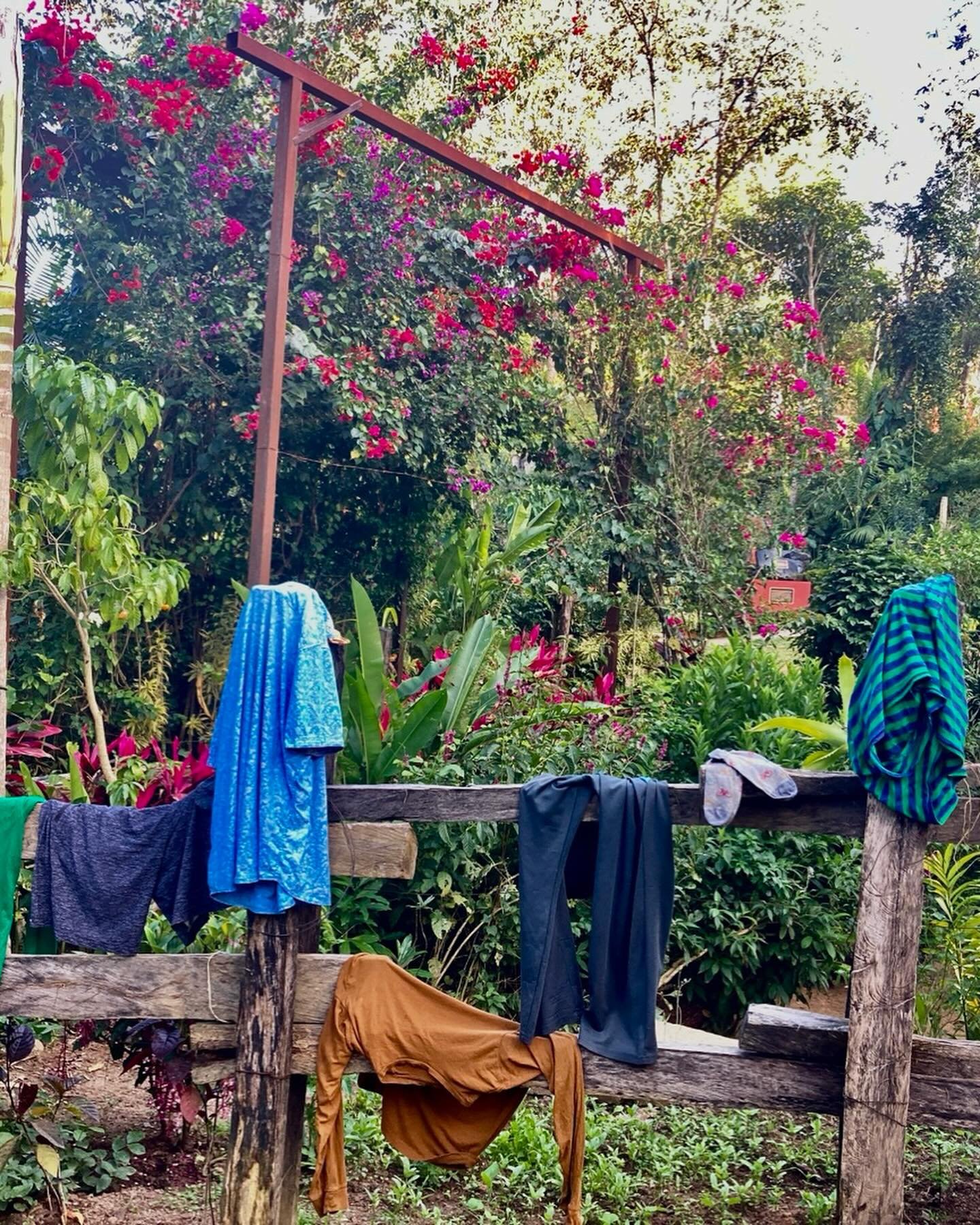 New year&rsquo;s laundry in the garden and a fav clereodendrum from se Asia