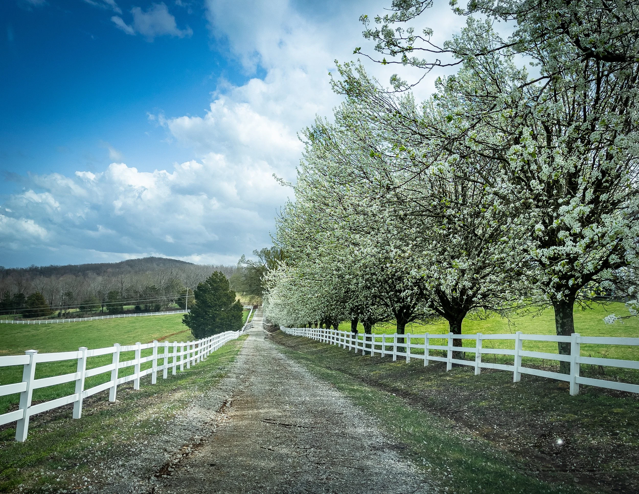 A rural dirt road flanked by white fences and blooming white trees, with green fields and hills in the background under a partly cloudy sky.