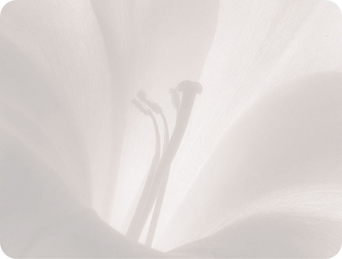 Close-up of a flower's reproductive structures, including stamen and pistil, within soft petal petals.