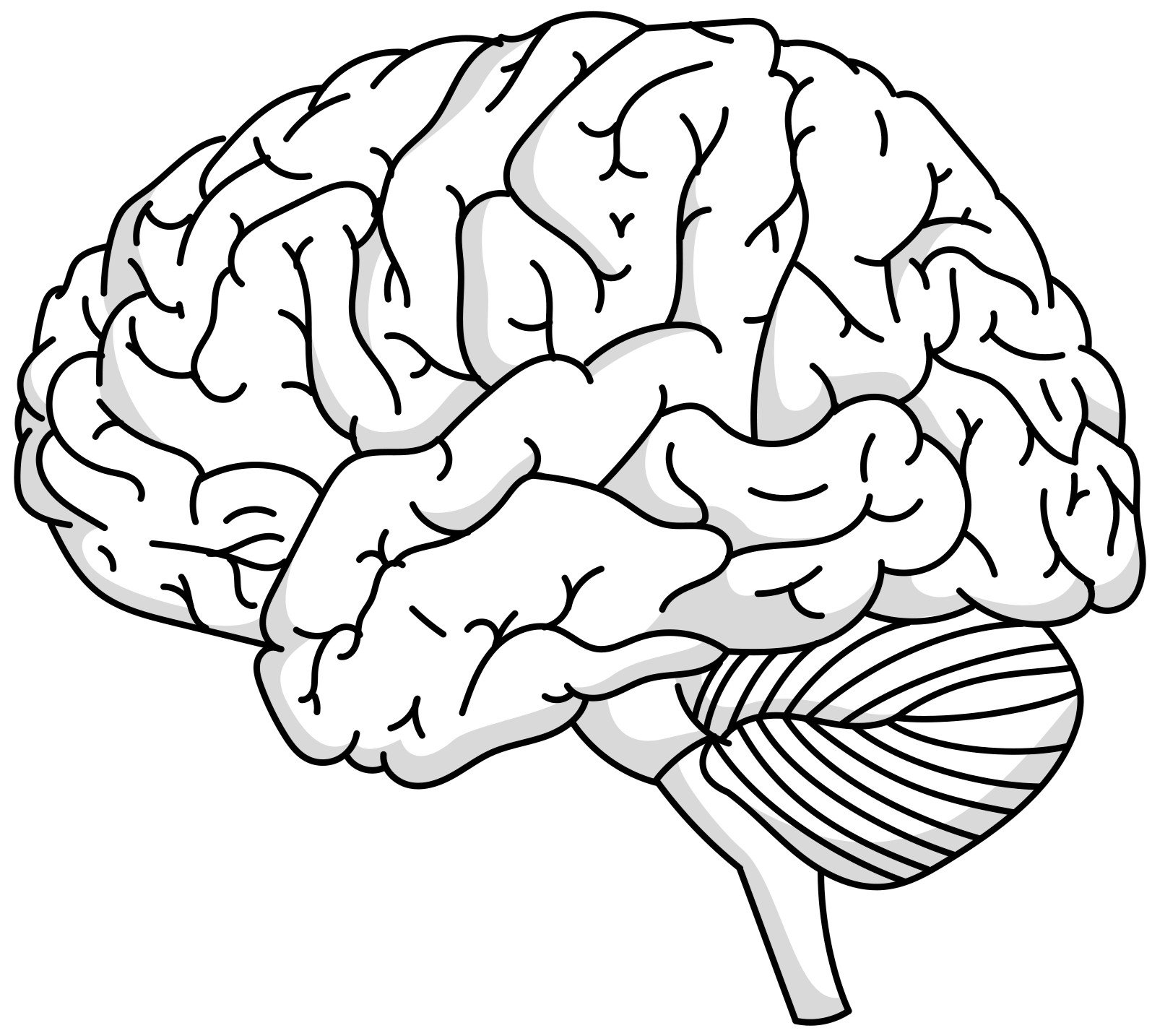 A black and white illustration of a human brain, showing the cerebrum and cerebellum.
