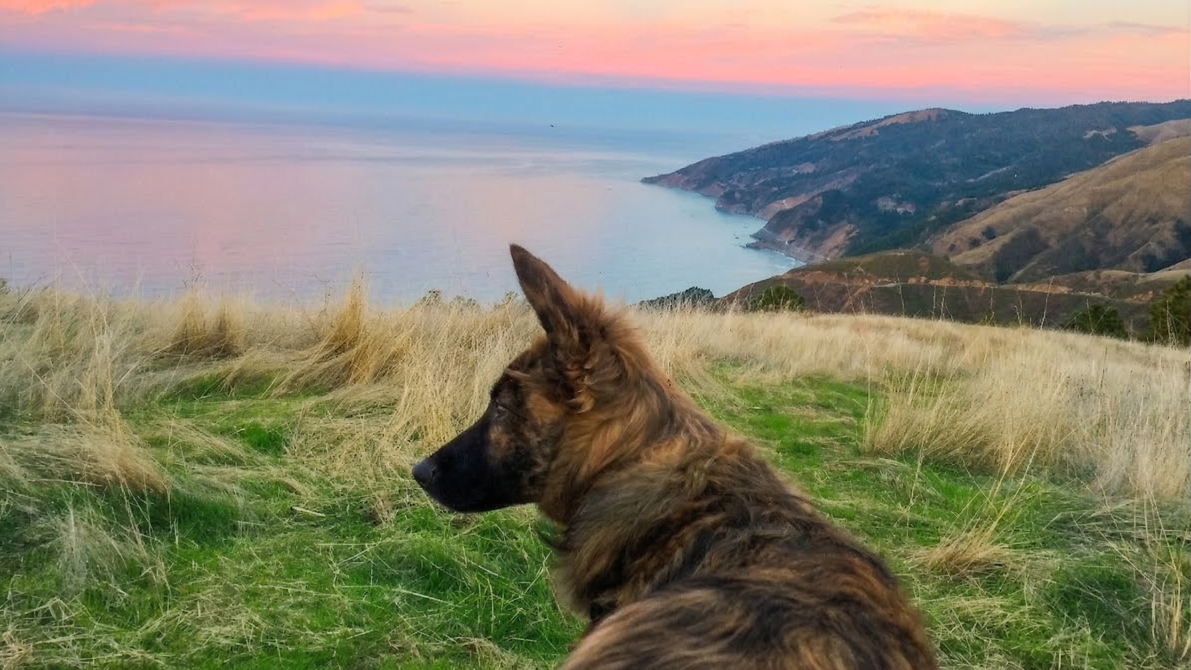 A dog named Undee over looking a sunset
