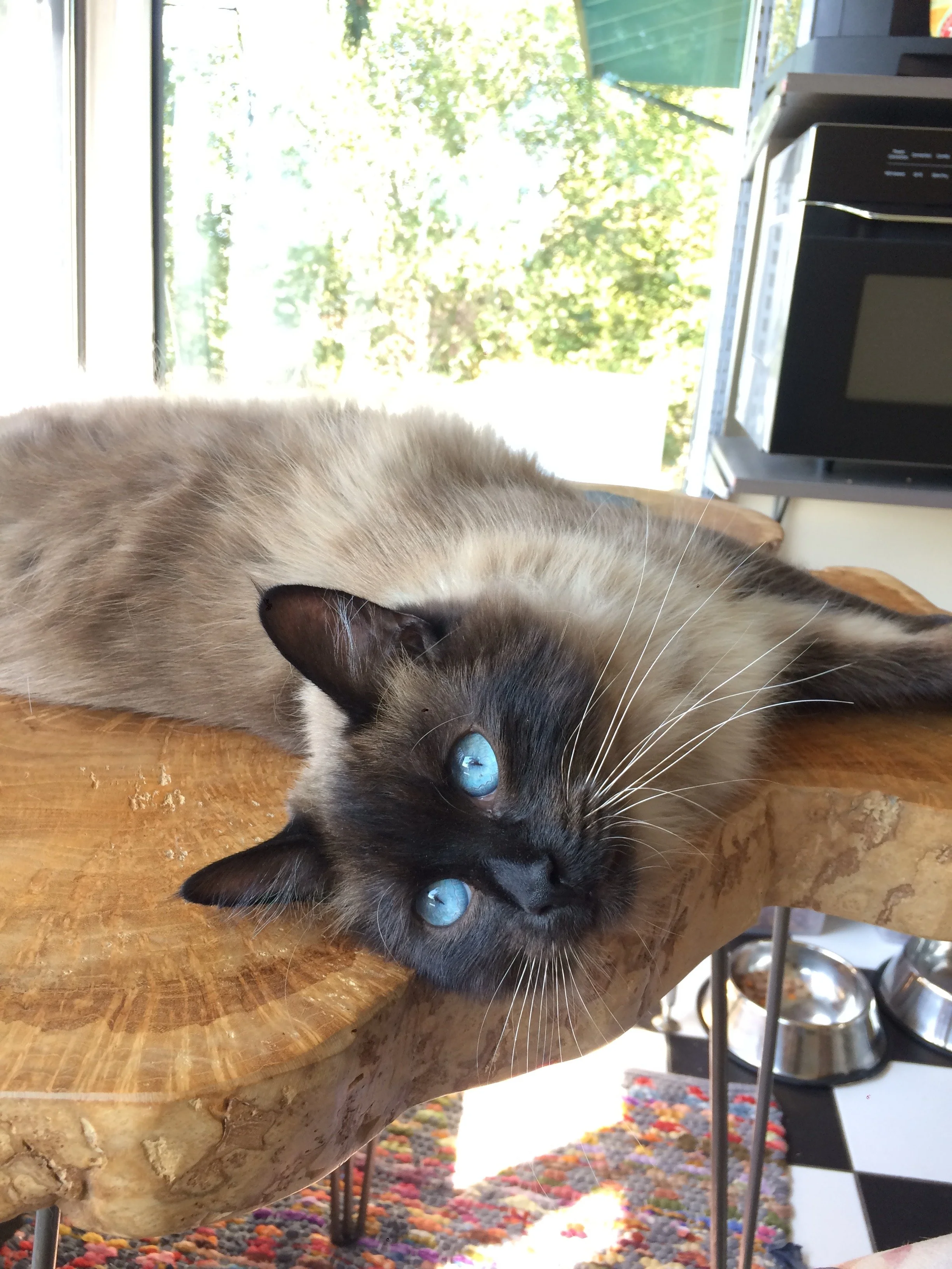 A seal point cat named Jiro lying on a table looking adorable.
