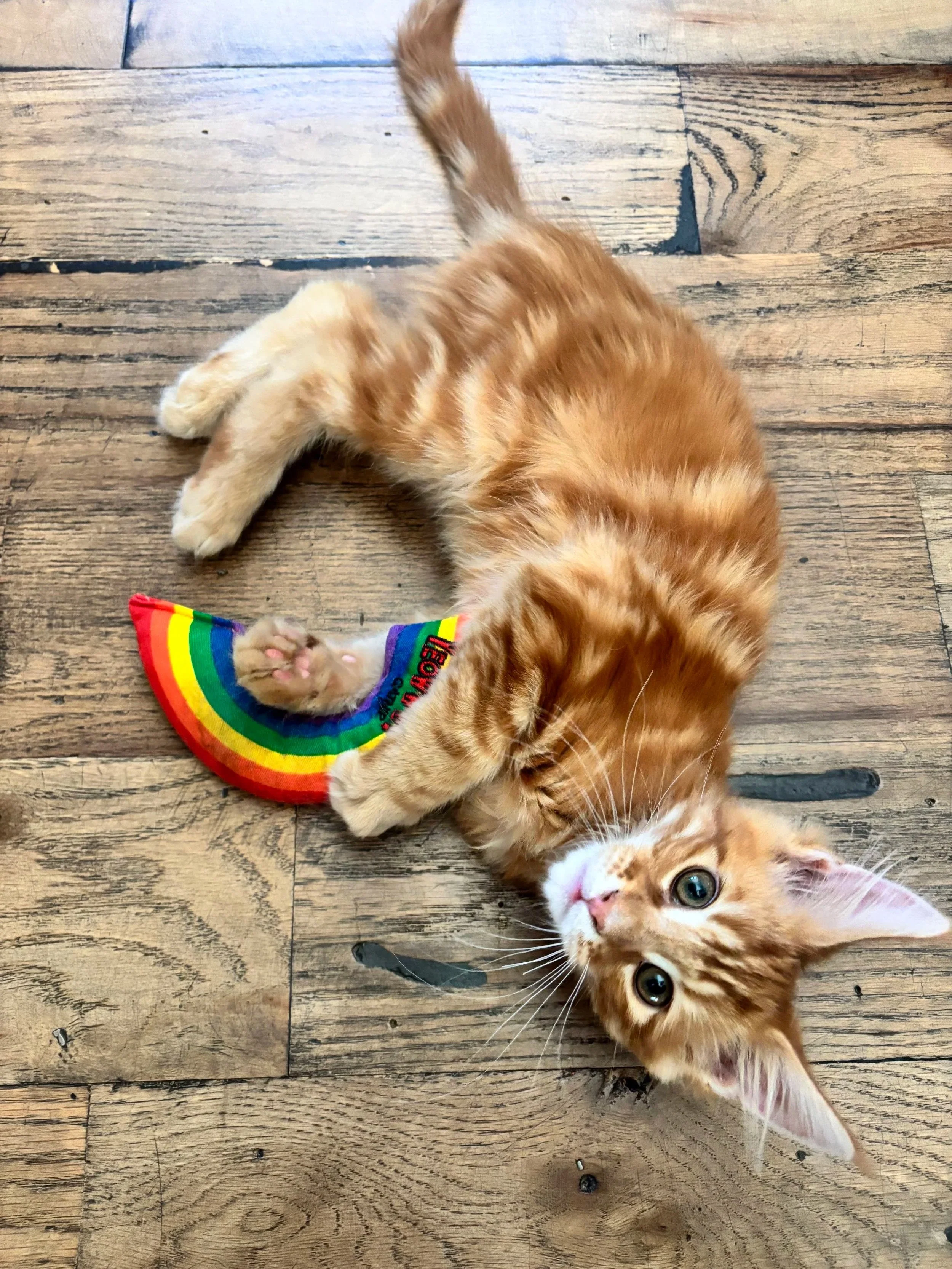 A Maine Coon kitten named Batman lying on the floor hugging a rainbow cat toy.