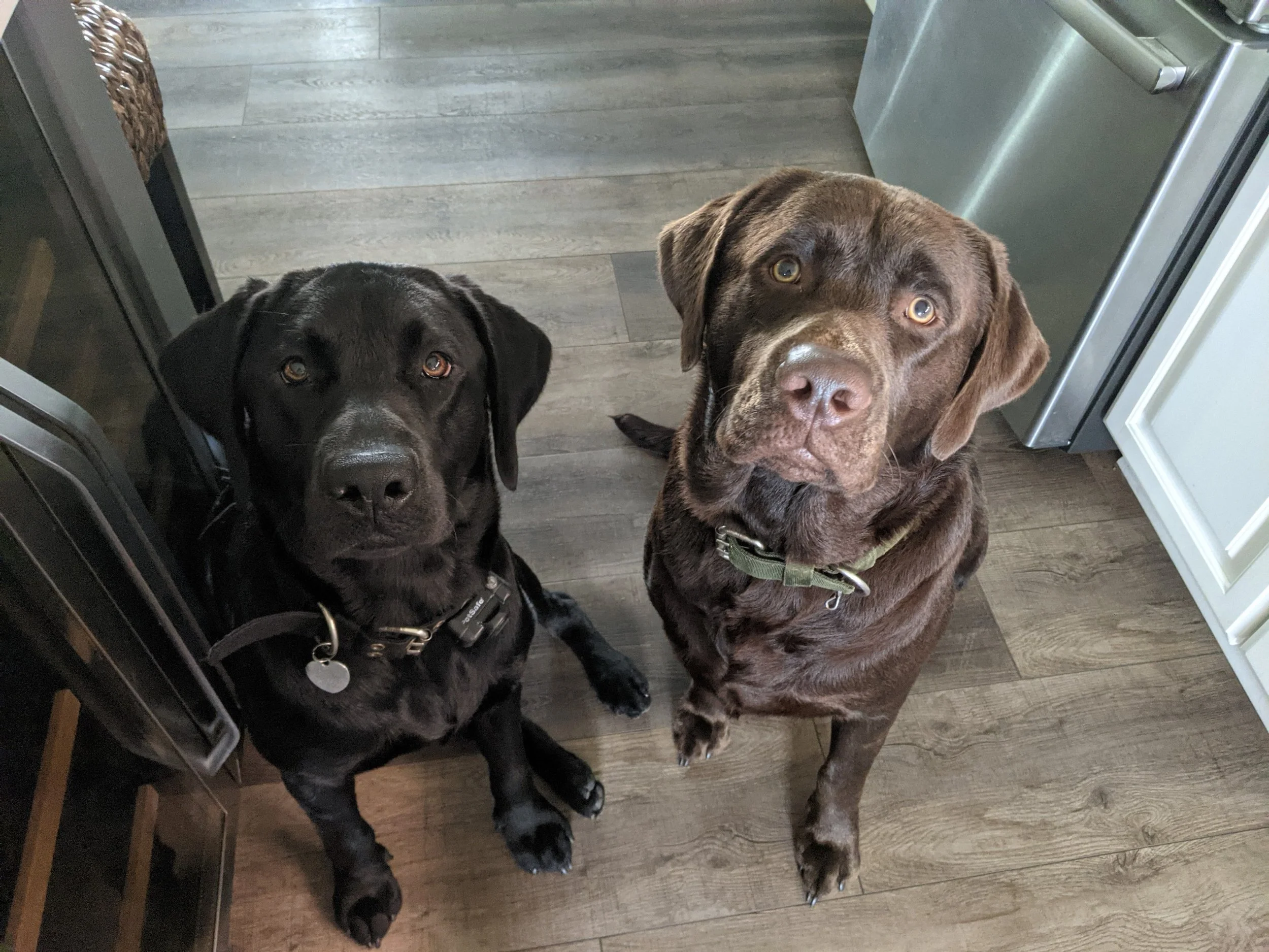 Dr. Angelia Berry's Black Lab Buddy and Chocolate Lab Finn in her home office in Lynn Haven, Florida.