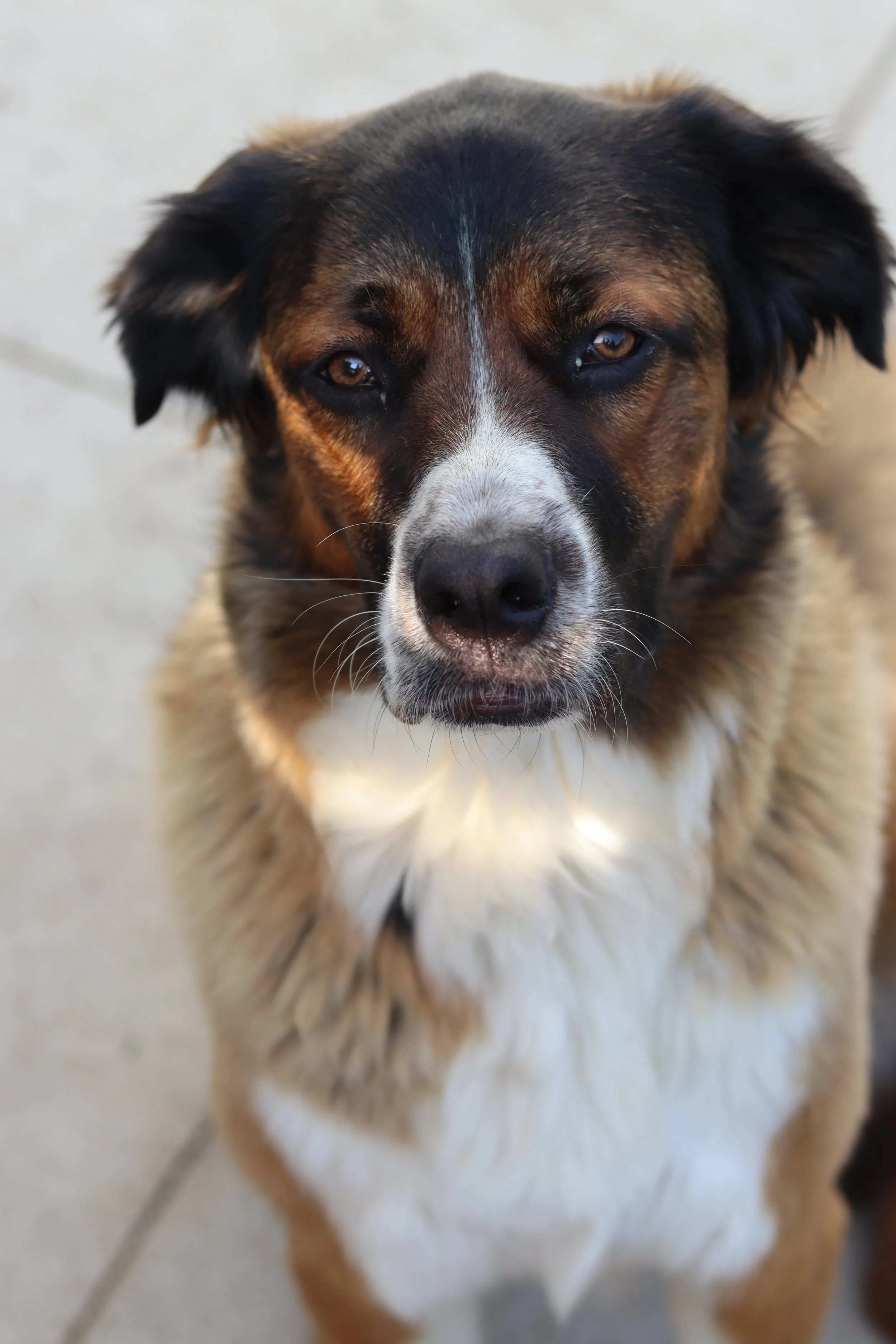 Close-up of a mixed-breed dog with brown, black, and white fur, looking directly at the camera.