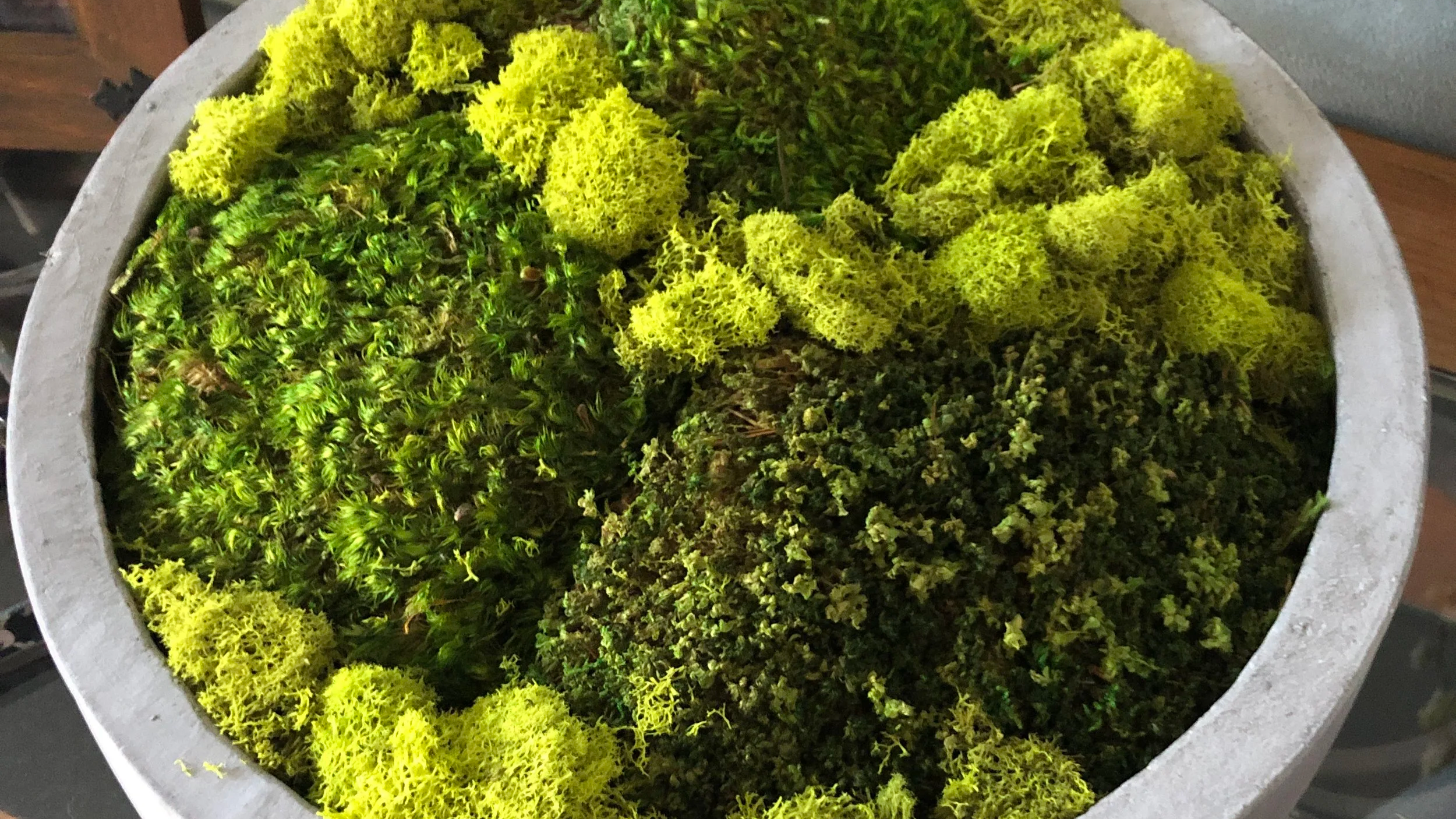Moss Decor