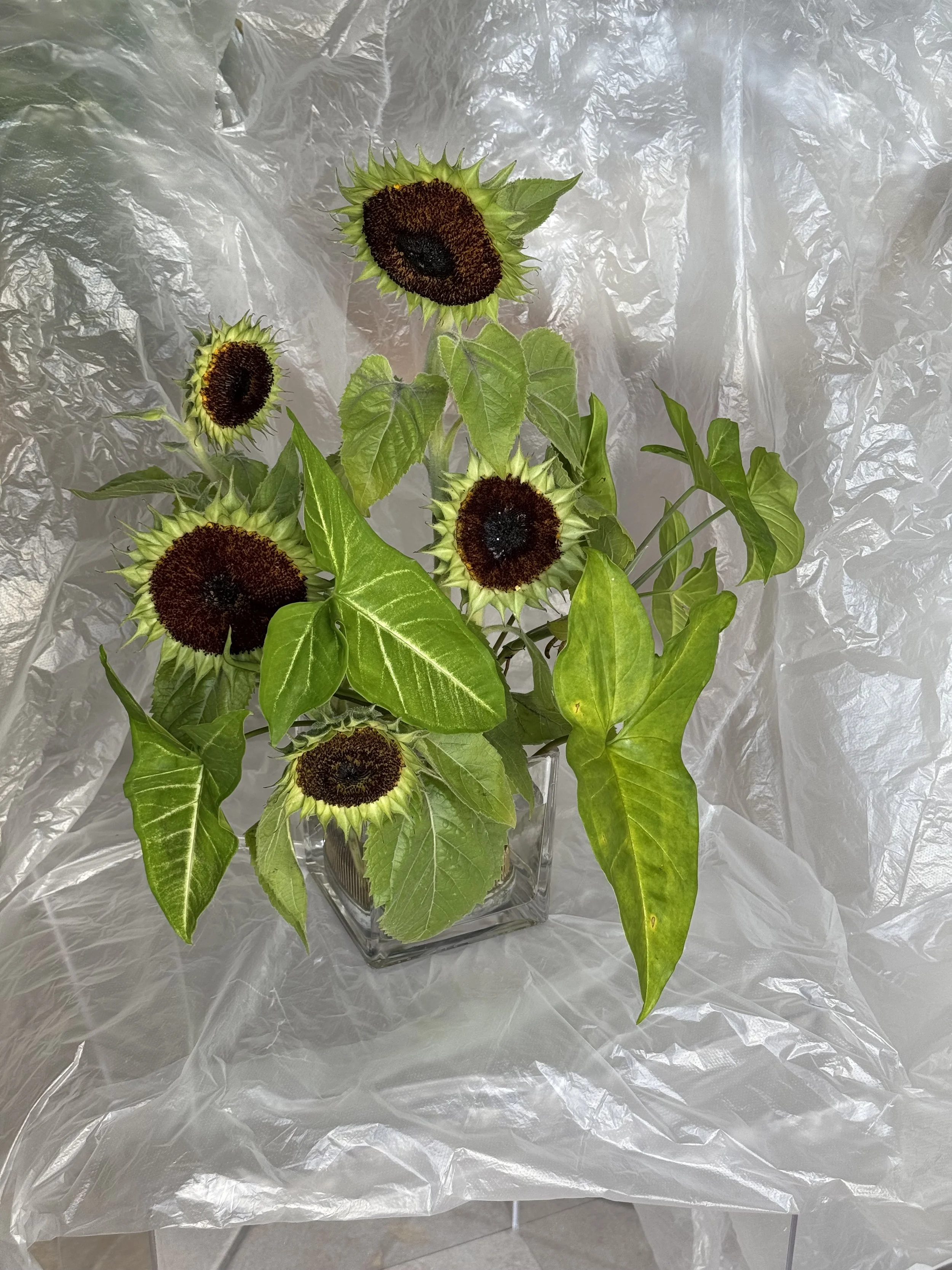 An edgy arrangement of sunflowers with plucked petals and green leaves in a glass vase on a clear plinth with a crinkled plastic backdrop.