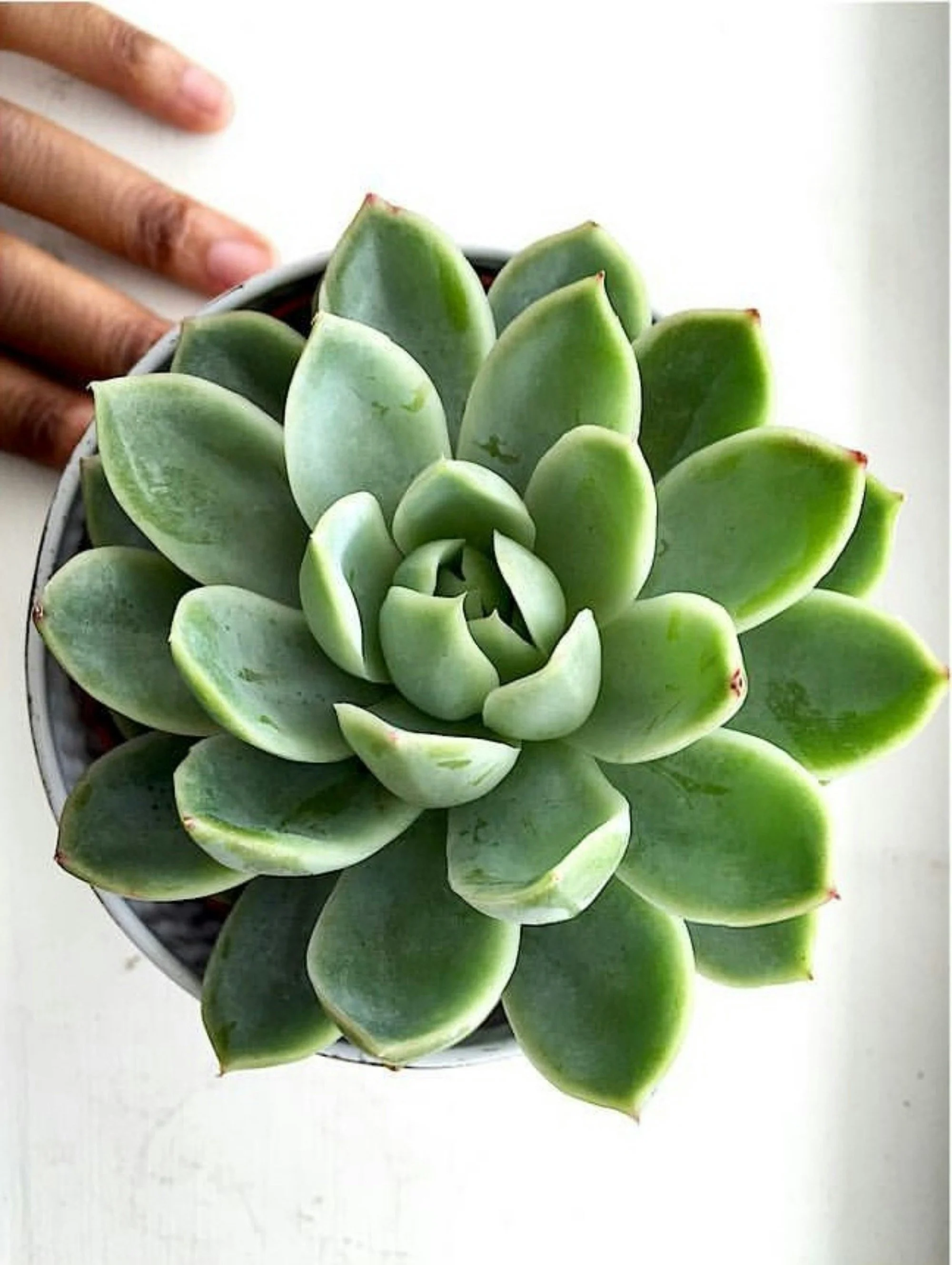 human hand tending to potted plant