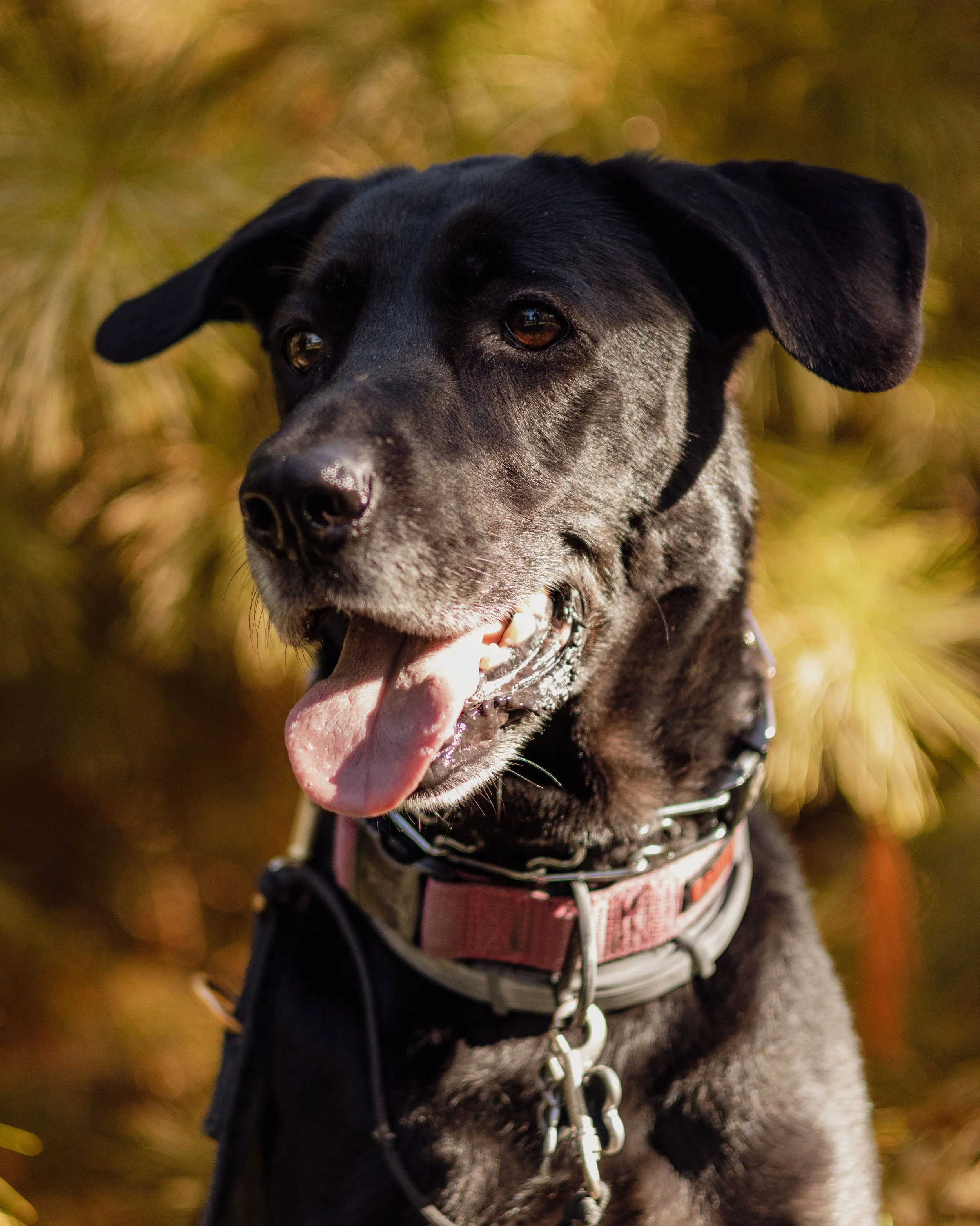 A black and gray mixed breed dog with floppy ears, tongue out, wearing a pink collar, outdoors in sunlight.