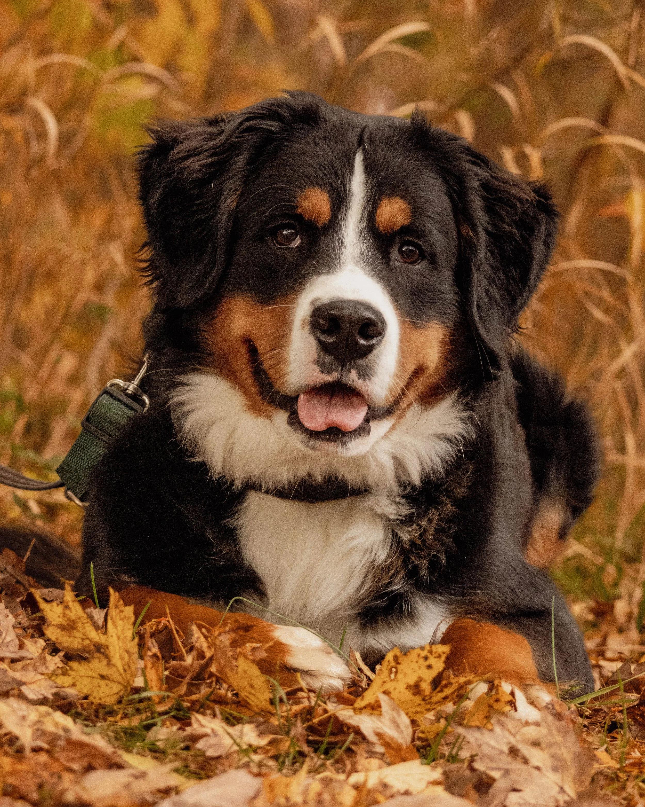 A happy Bernese Mountain Dog lying on autumn leaves in a grassy area.