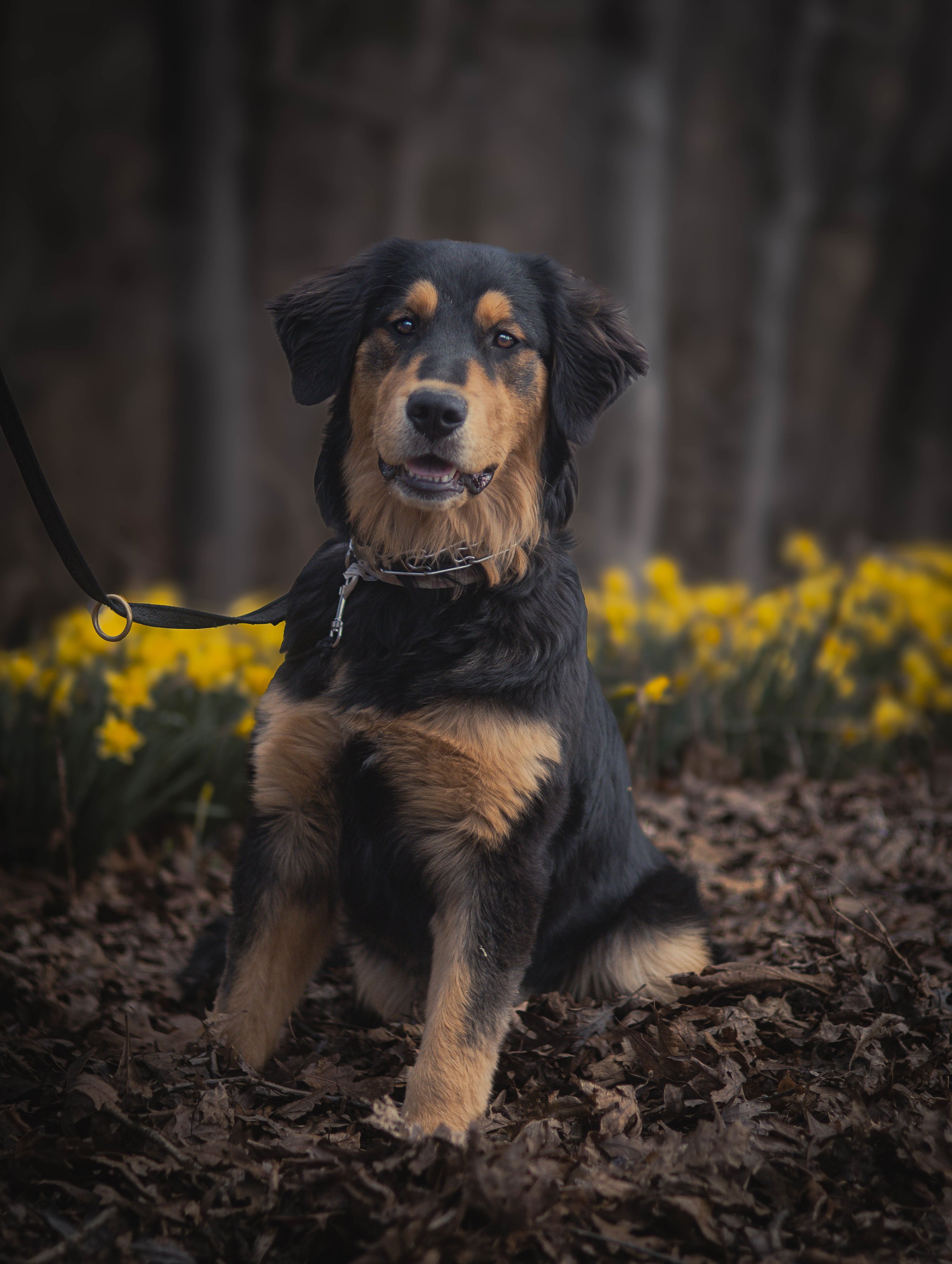 A black and tan Australian Shepherd puppy sitting on brown leaves with yellow flowers and trees in the background.
