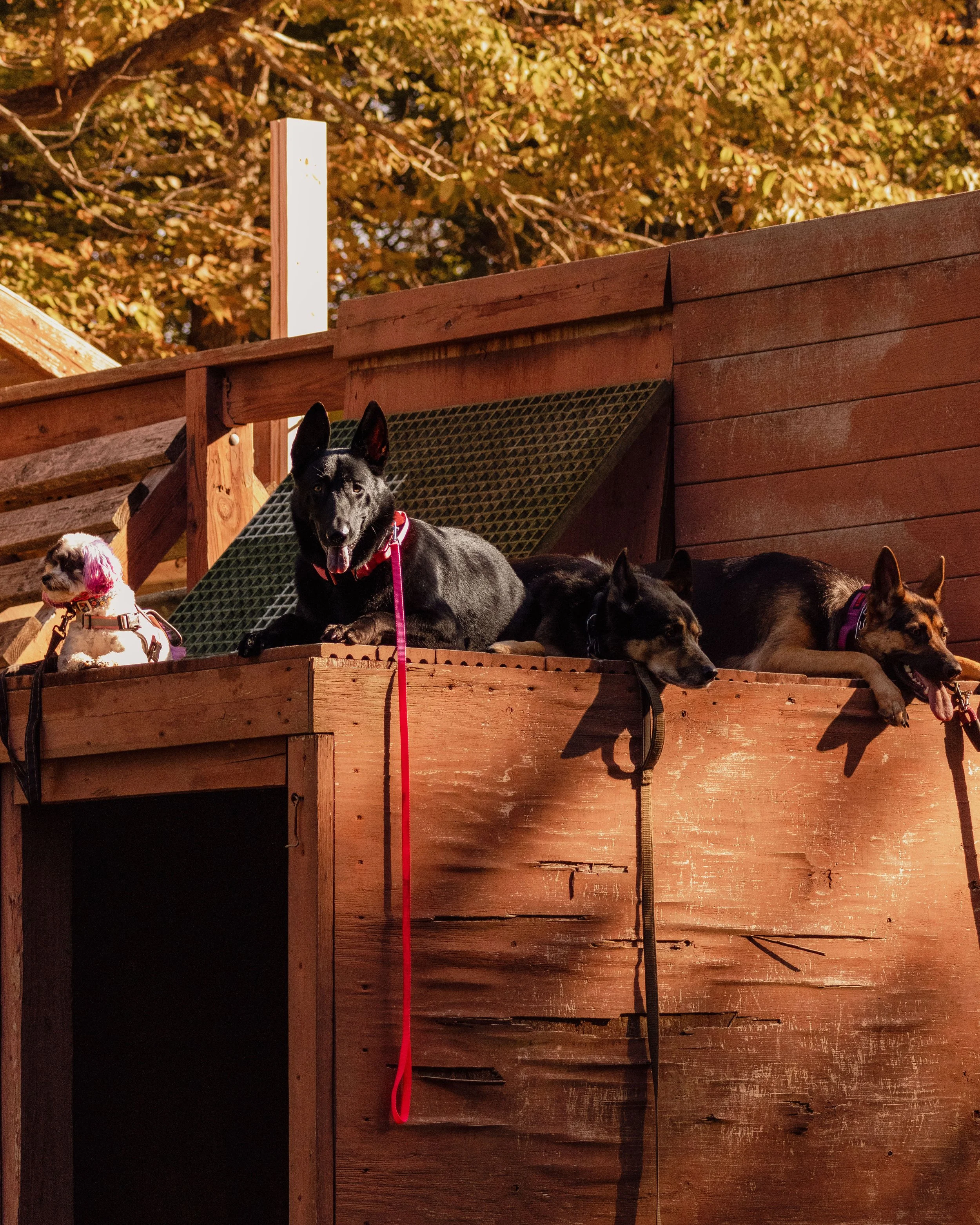 Four dogs lying on a wooden platform outdoors, with trees in the background. The middle dog is black with a red collar, looking at the camera. The other dogs are resting or yawning.