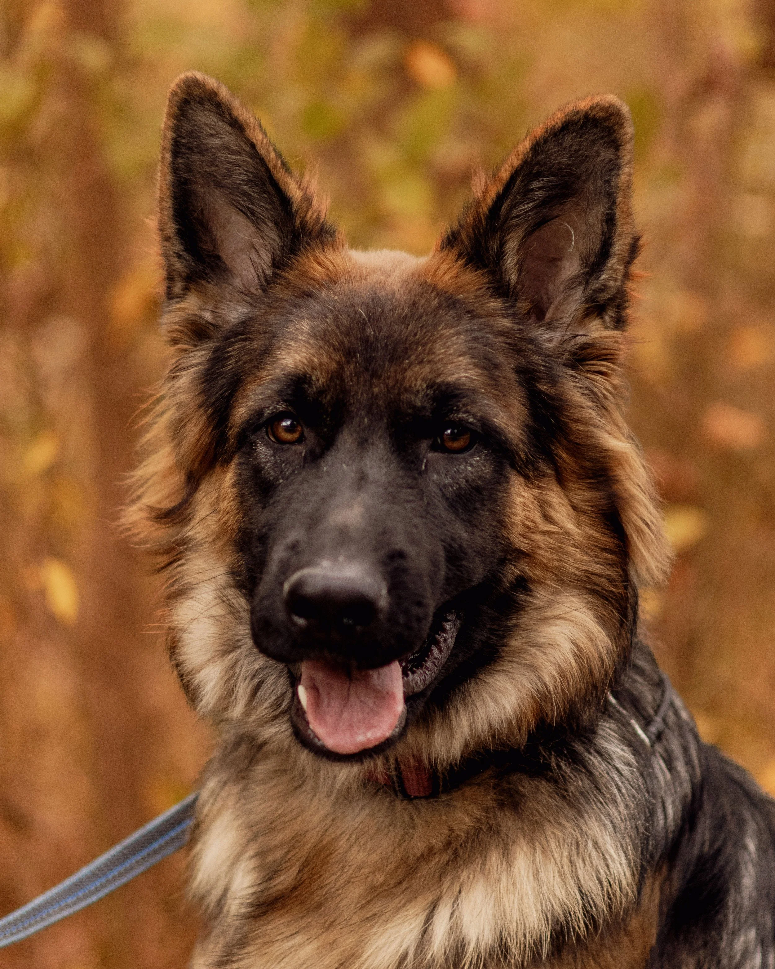 Close-up of a German Shepherd dog with a tan and black coat, standing outdoors with a blurred autumn forest background.