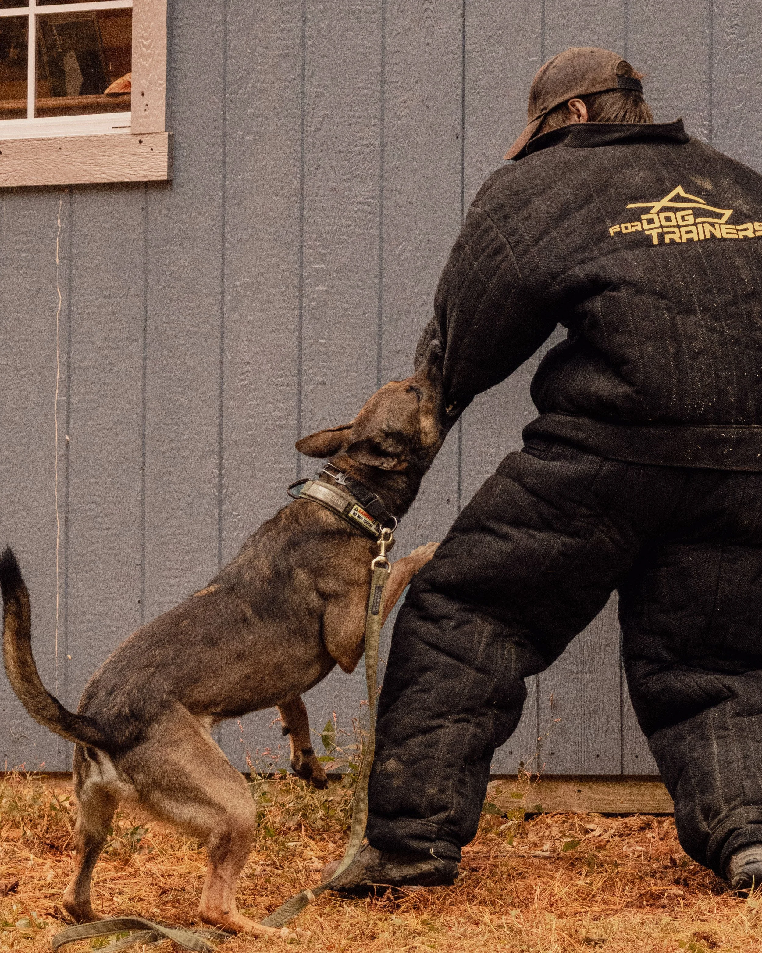 A trainer in padded protective gear interacts with a young Belgian Malinois dog during a training session outside, near a gray wooden building.