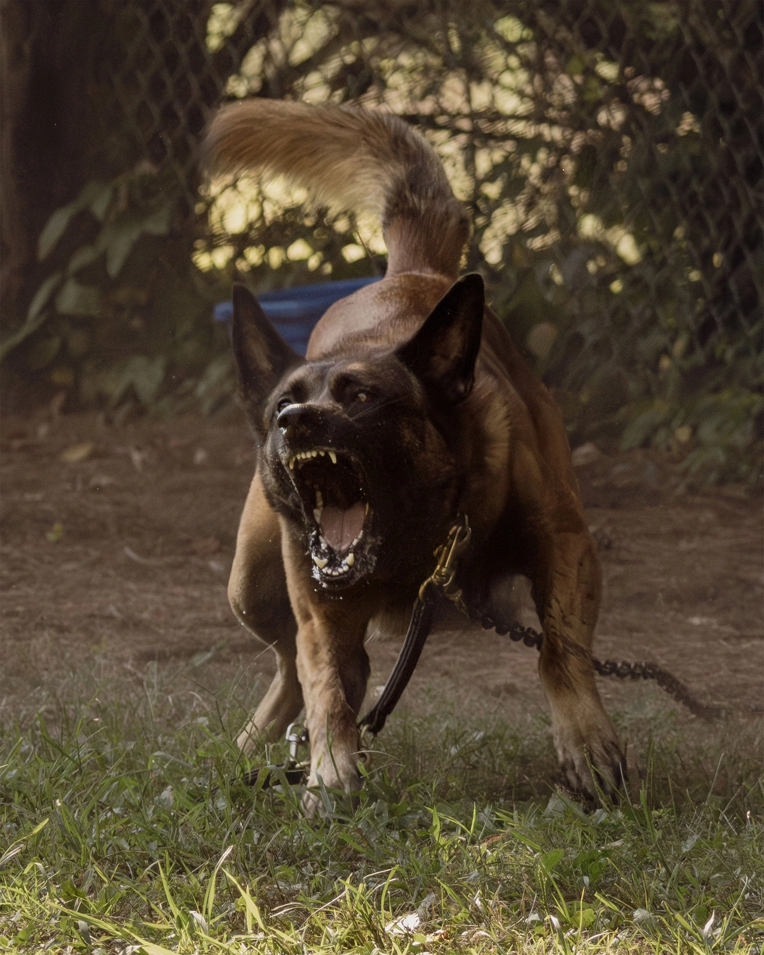 An aggressive dog, possibly a Belgian Malinois or Rottweiler, snarling and showing teeth, on a leash on a grassy area with dense bushes and a fence in the background.