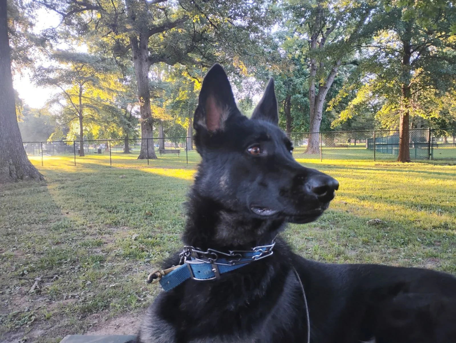 sadie-1.jpg