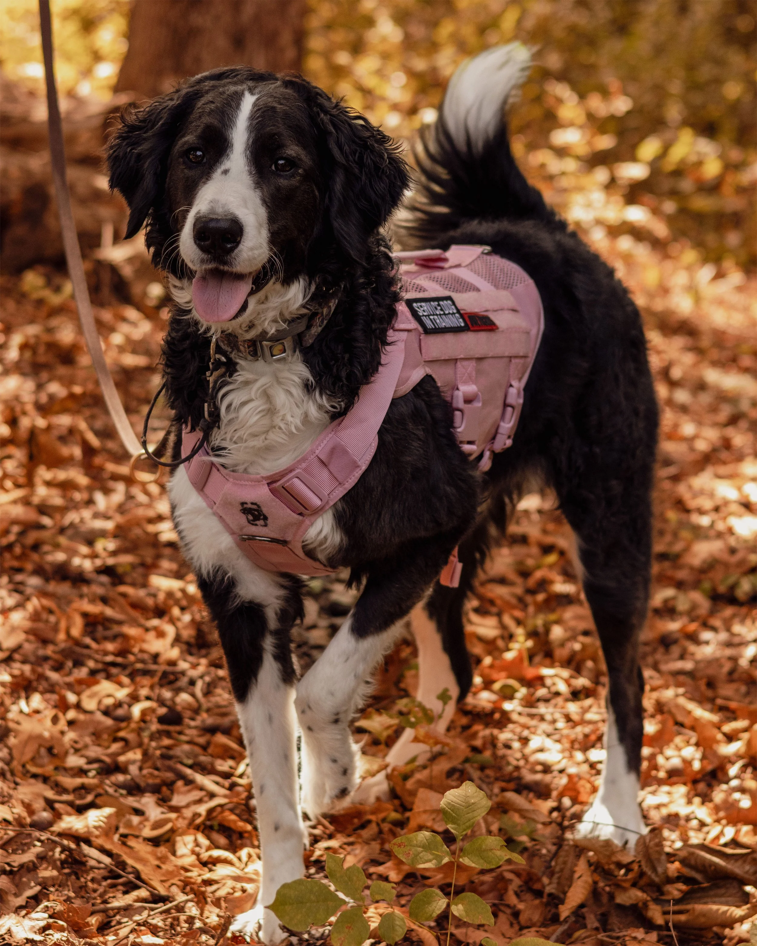 A black and white dog, likely a Border Collie, wearing a pink service dog vest and harness, standing outdoors in a forested area with fallen autumn leaves.