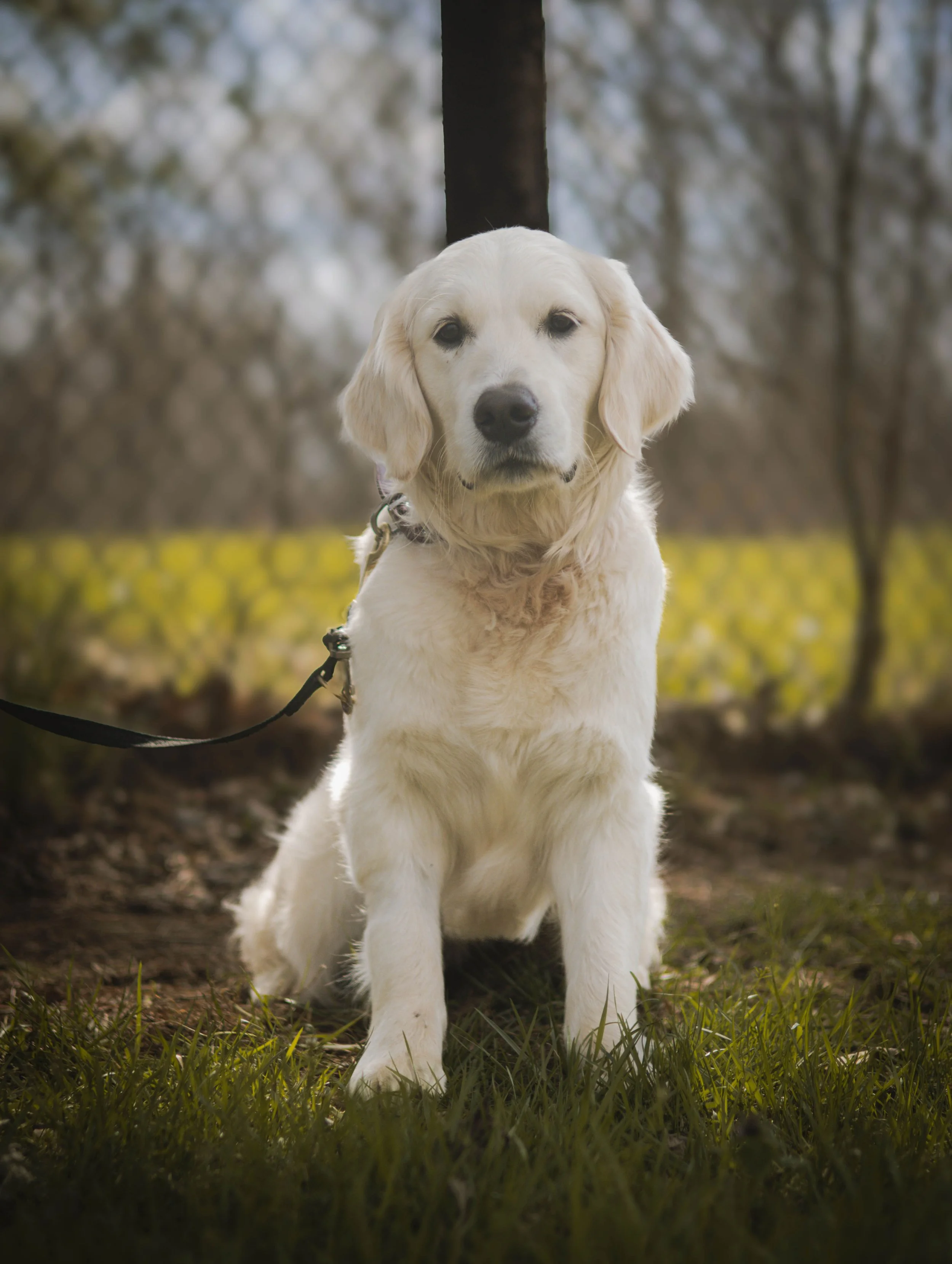 A golden retriever puppy sitting outdoors on grass, with trees and a blurred background.