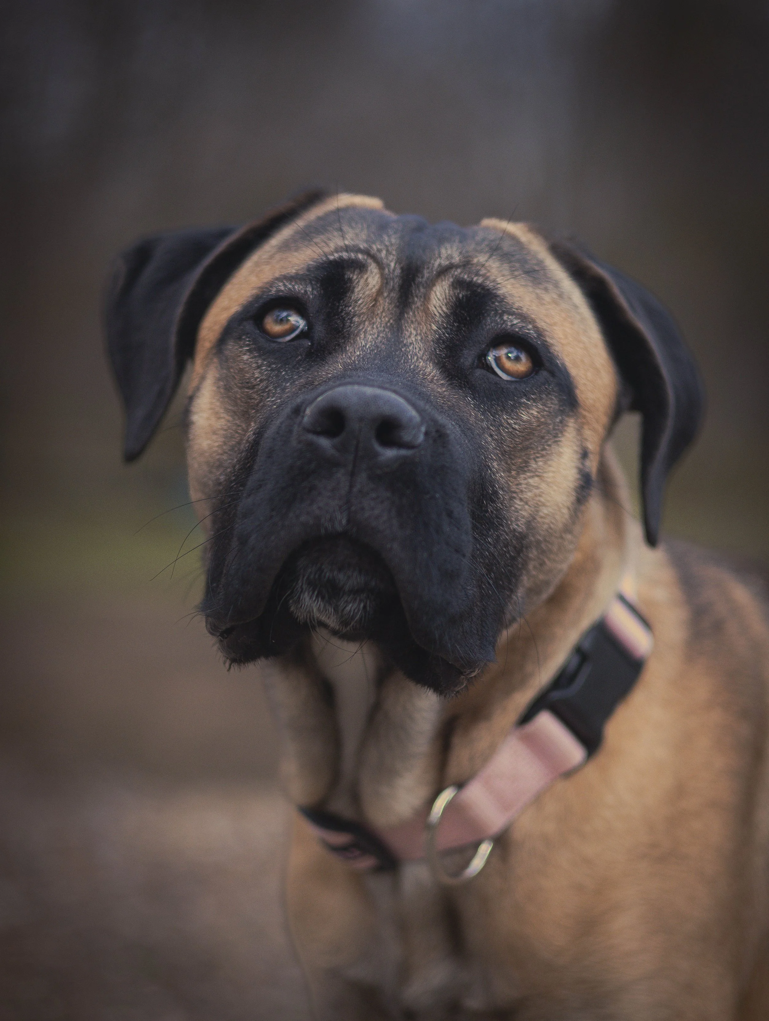Close-up of a brown and black dog with a black collar, looking at the camera.
