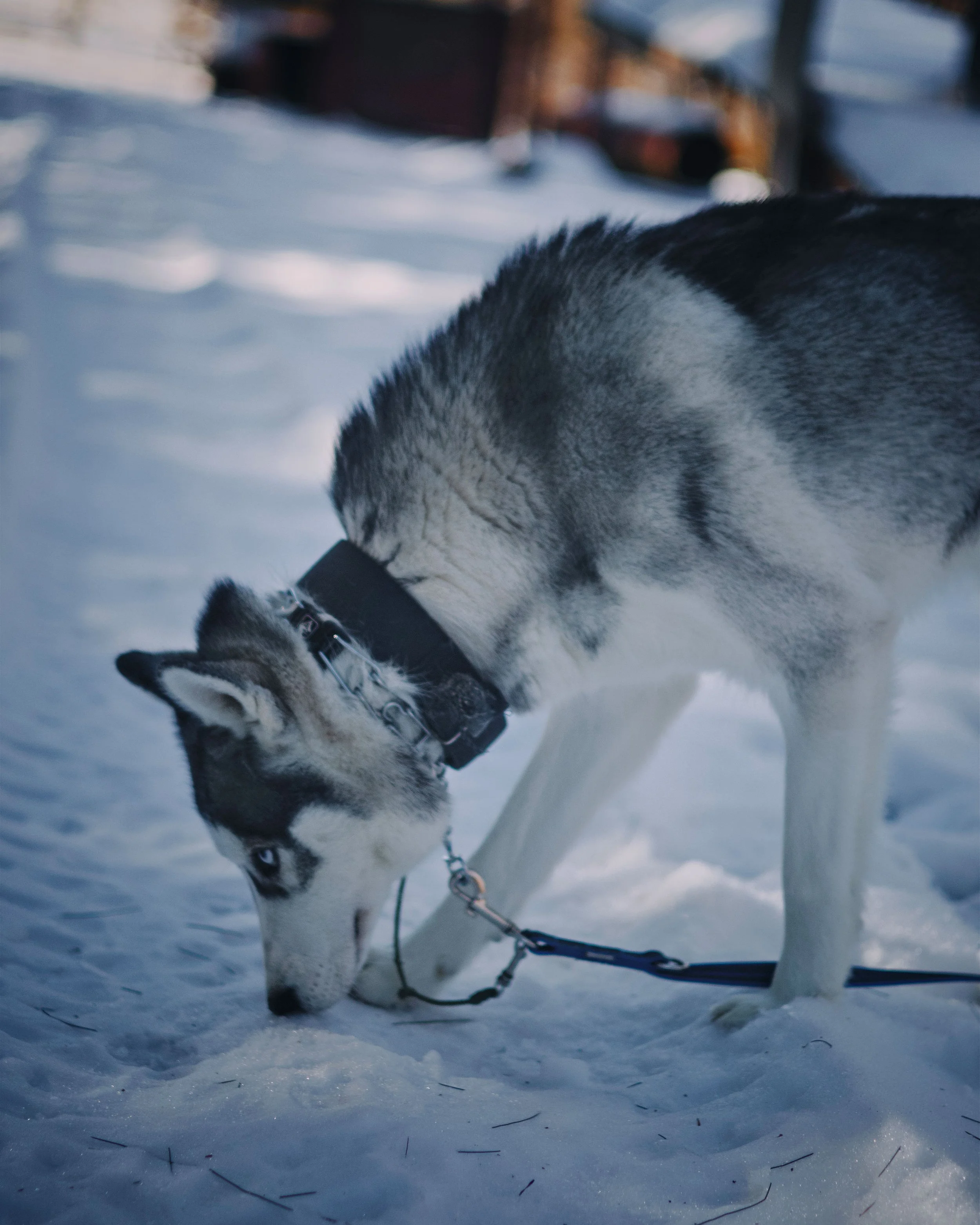 A Siberian Husky dog in snow, sniffing the ground, wearing a collar and leash.