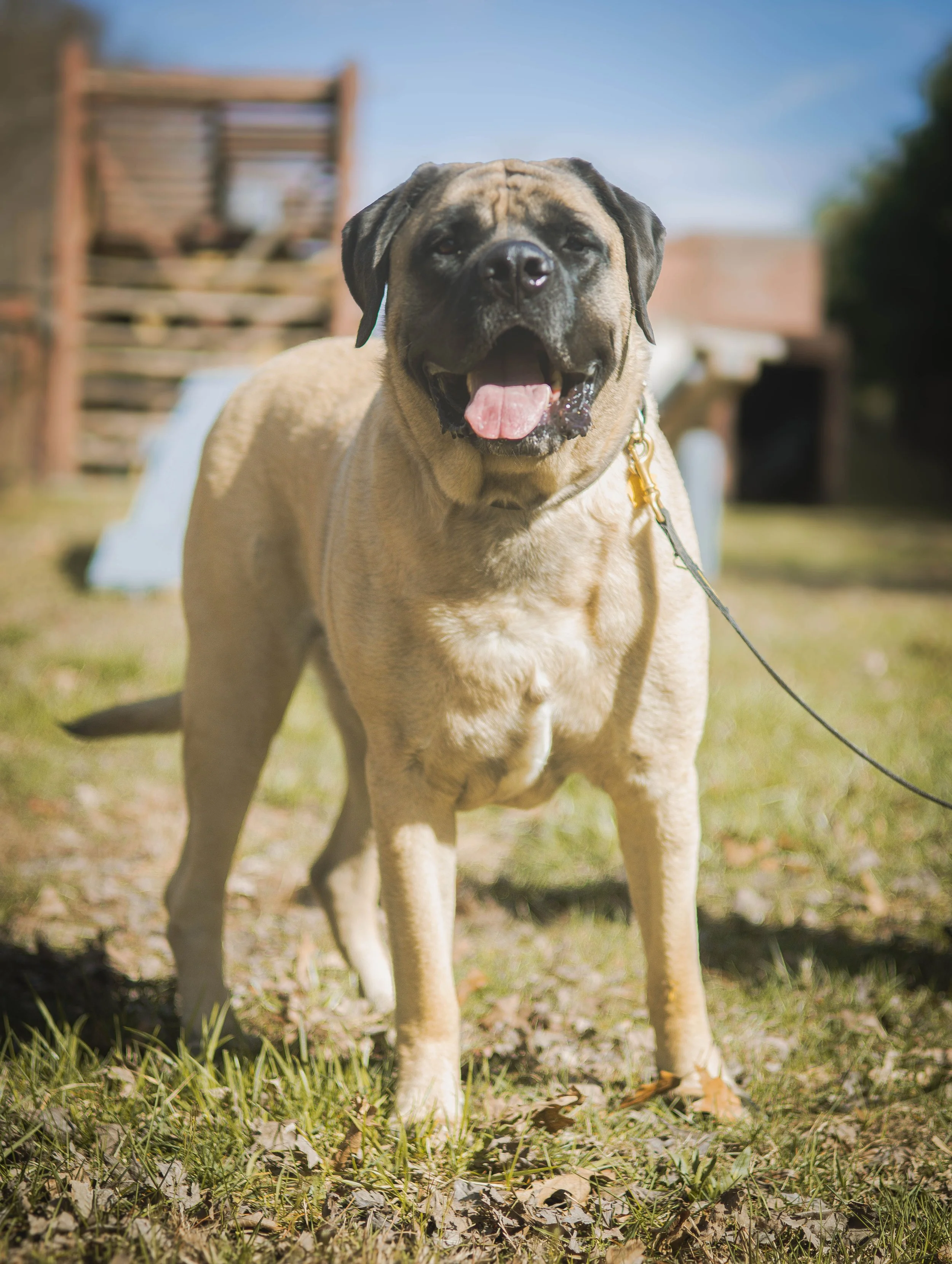 A happy tan and black large dog standing outdoors on grass 