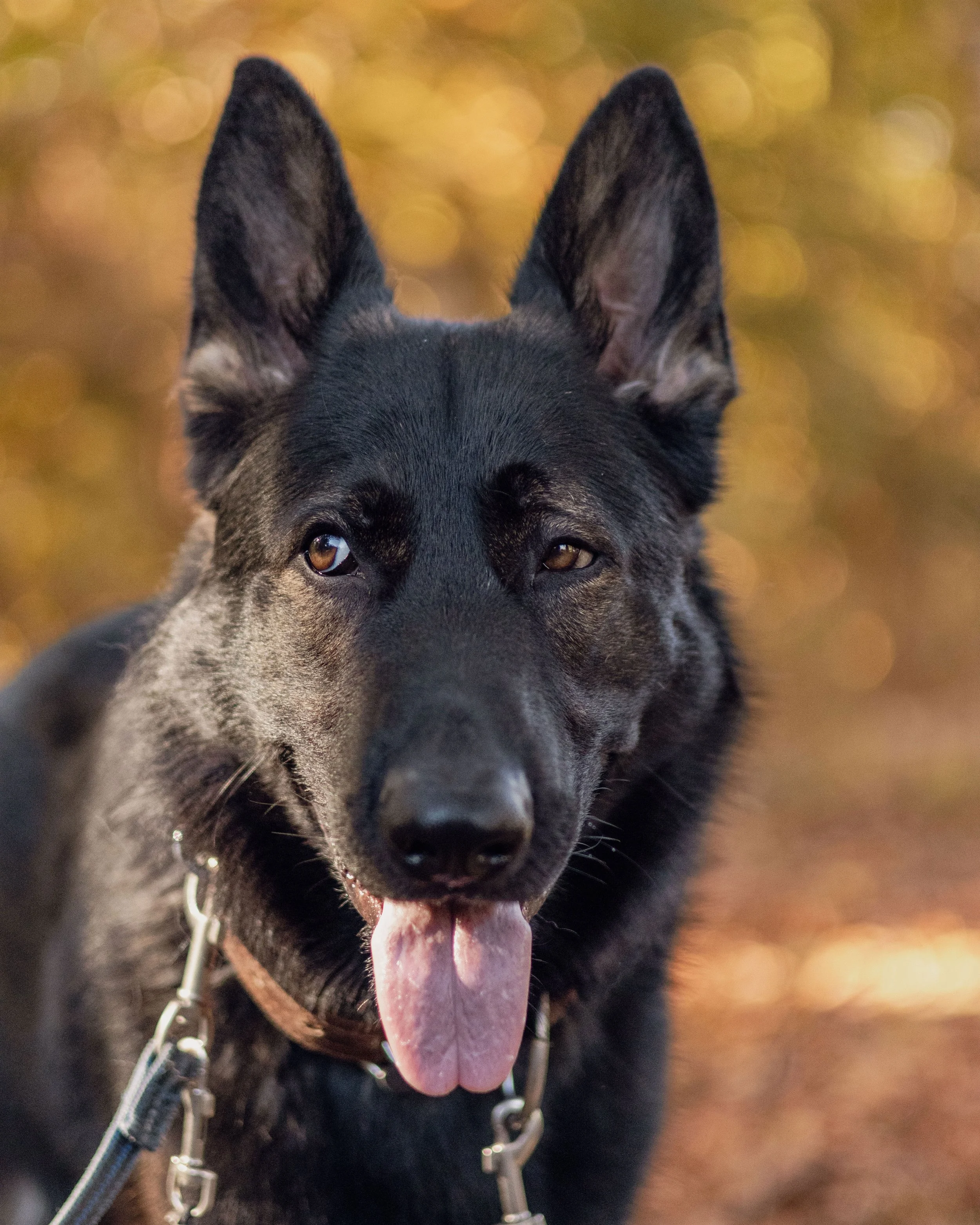 Close-up of a black and gray German Shepherd dog with its tongue out, outdoor background with warm autumn colors.