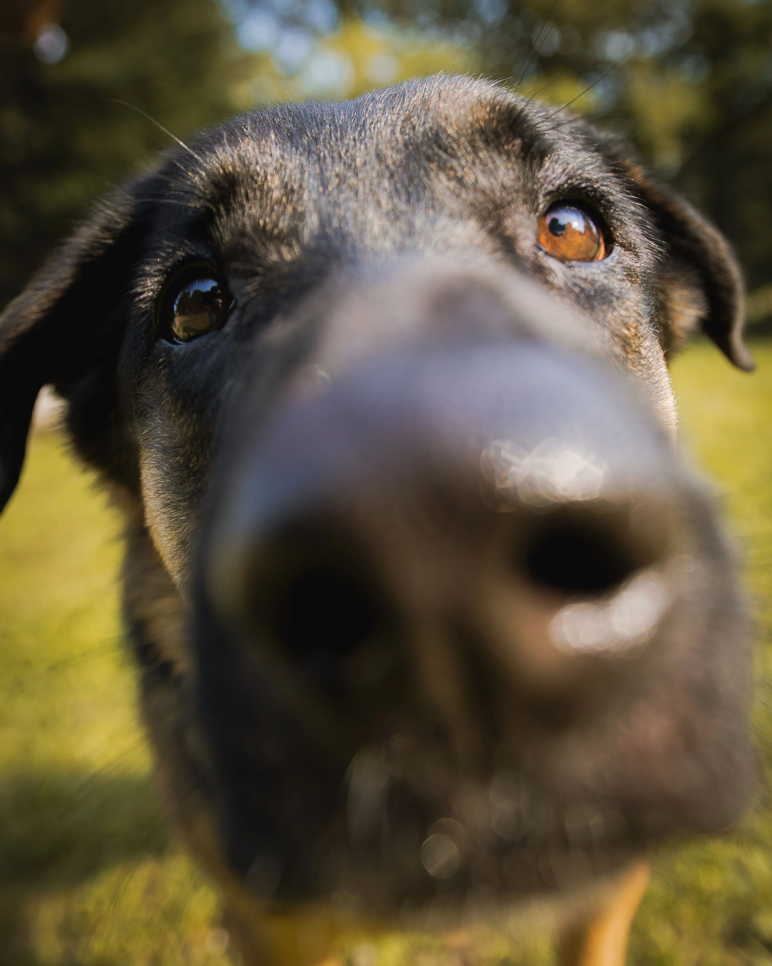 Close-up of a dog's face, focused on its nose and eyes, with a blurred background.