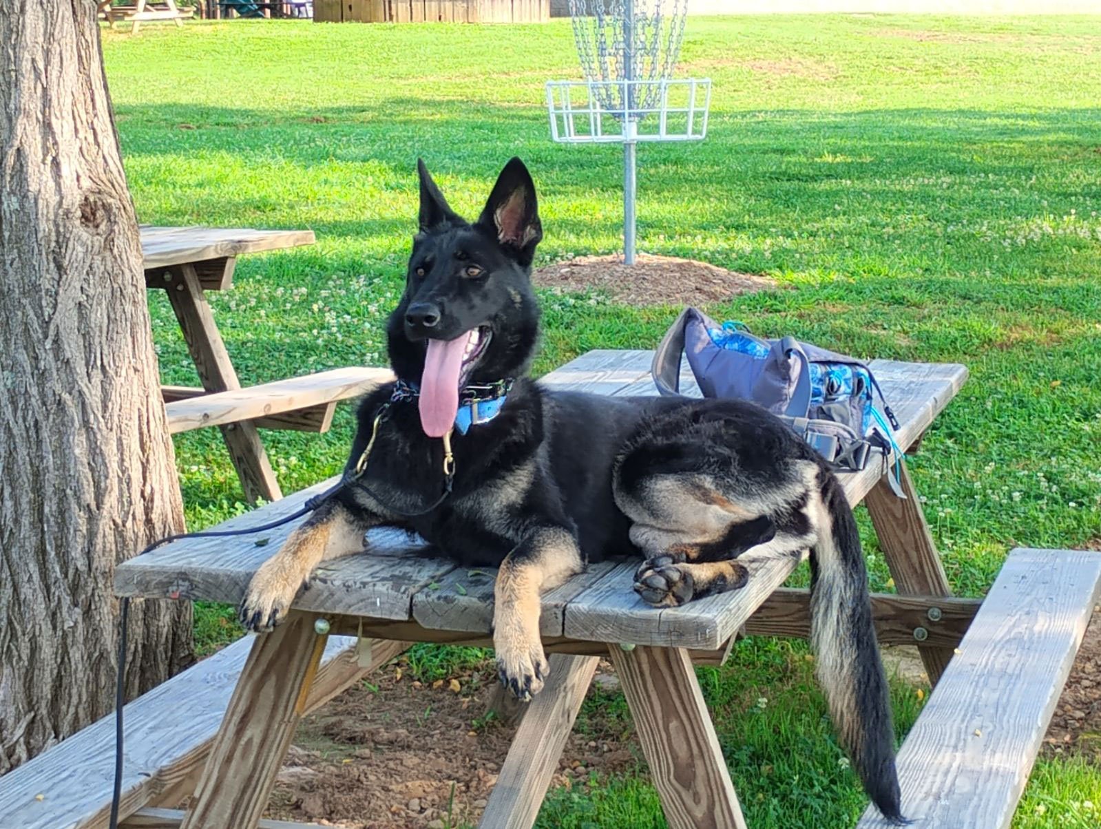 sadie-6.jpg
