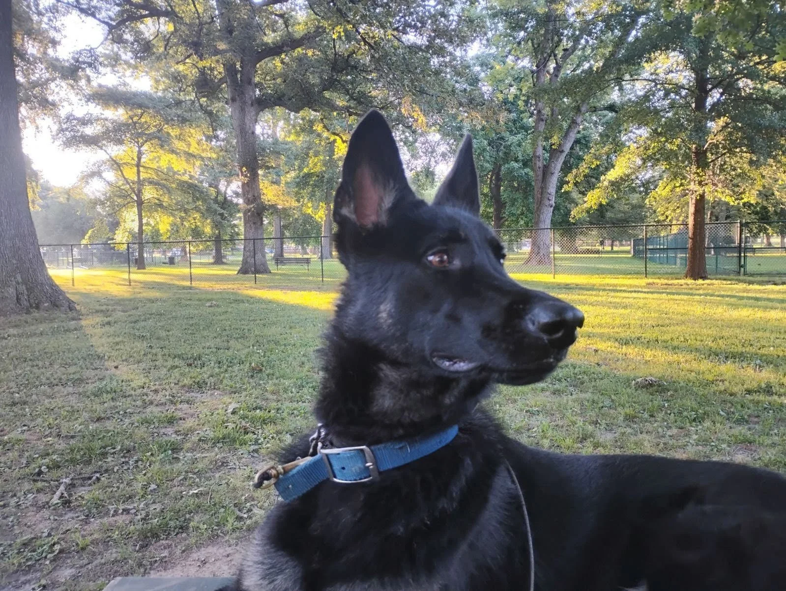 sadie-3.jpg