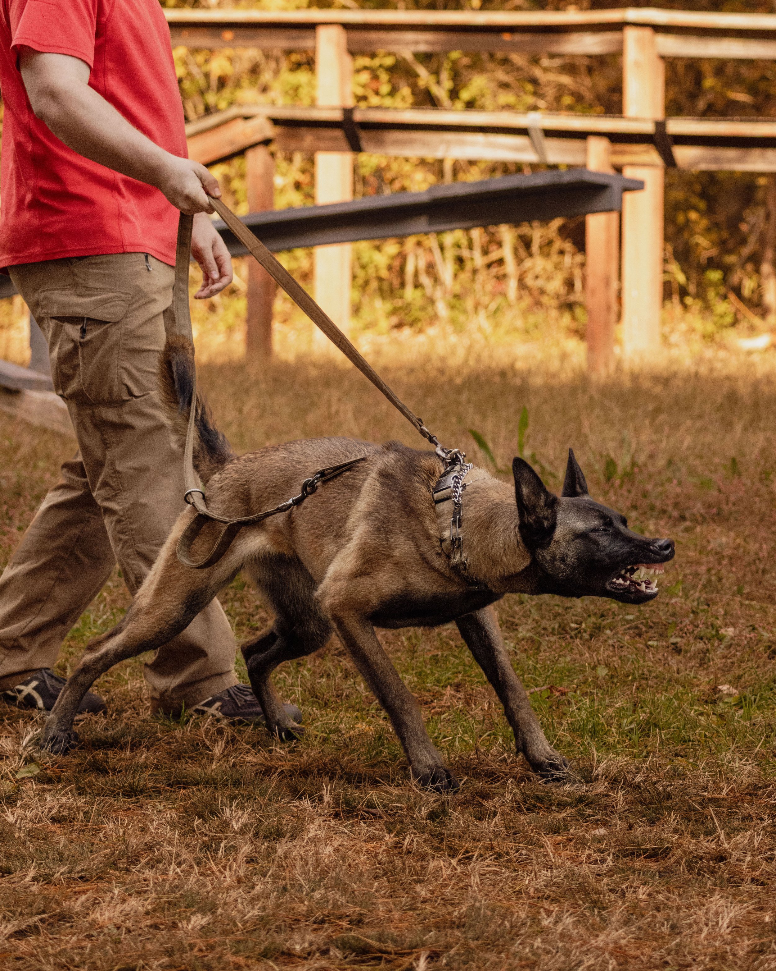 A Belgian Malinois dog being led on a leash by a person in an outdoor setting, with a wooden fence and trees in the background.