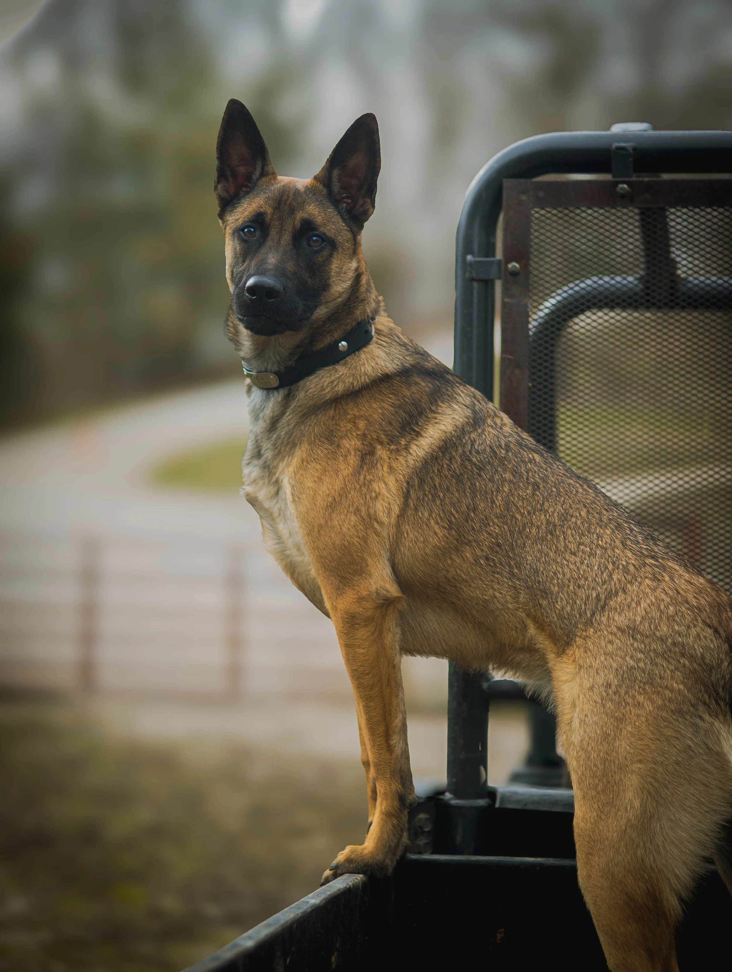 A Belgian Malinois dog with a black collar sitting on the edge of a metal structure outdoors with blurred trees in the background.