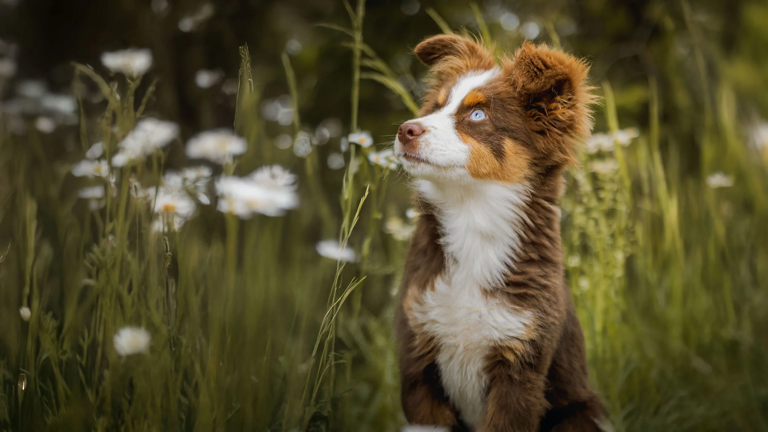 A brown and white Australian Shepherd puppy sitting in a field of wildflowers with tall grass and white daisies, looking attentively to the side.