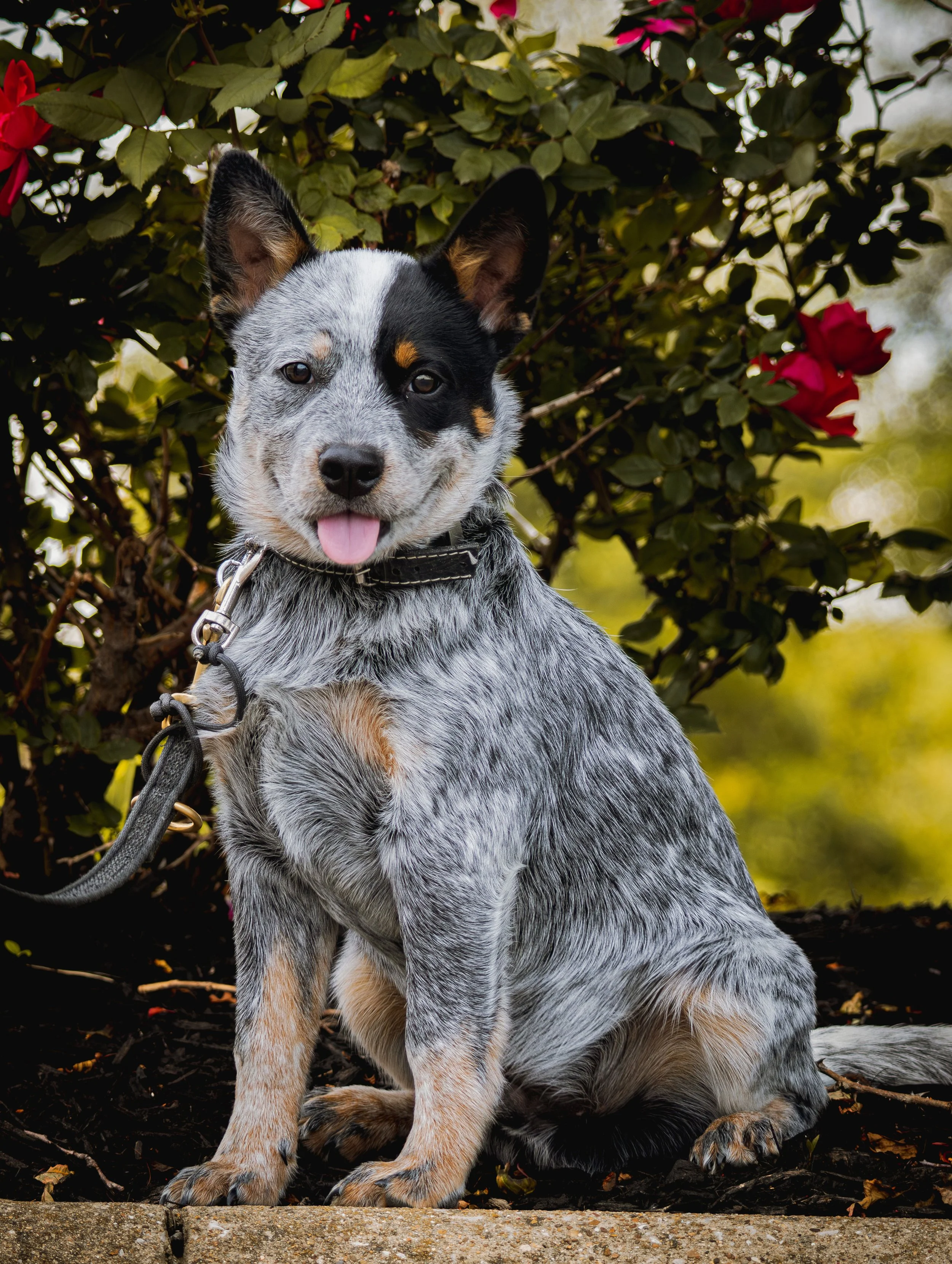 A cute Australian Shepherd puppy sitting outdoors in front of green leaves and red flowers, looking at the camera with its tongue out.