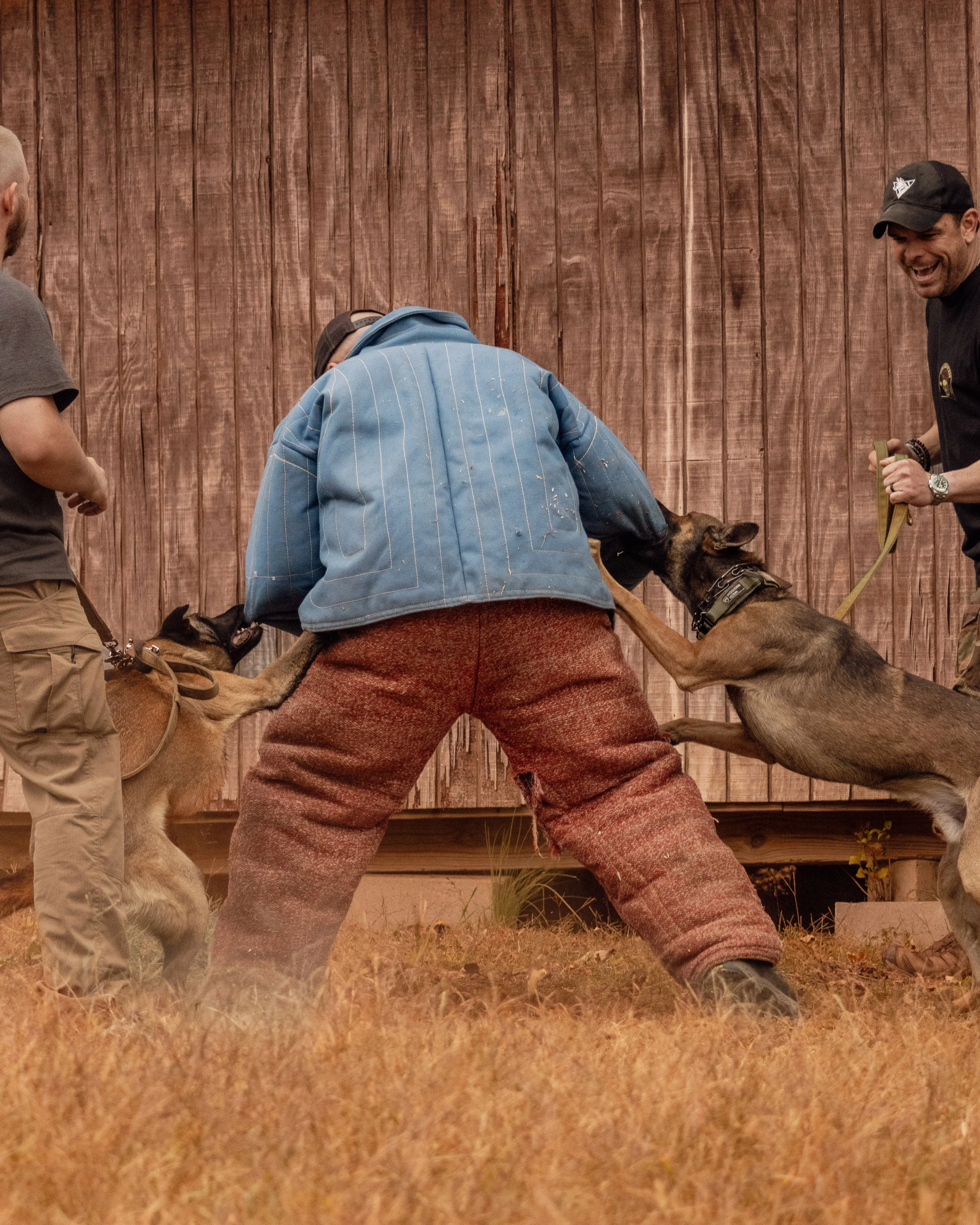 Two Belgian Malinois dogs attacking a person during a training exercise, with trainers on either side holding the dogs on leashes.