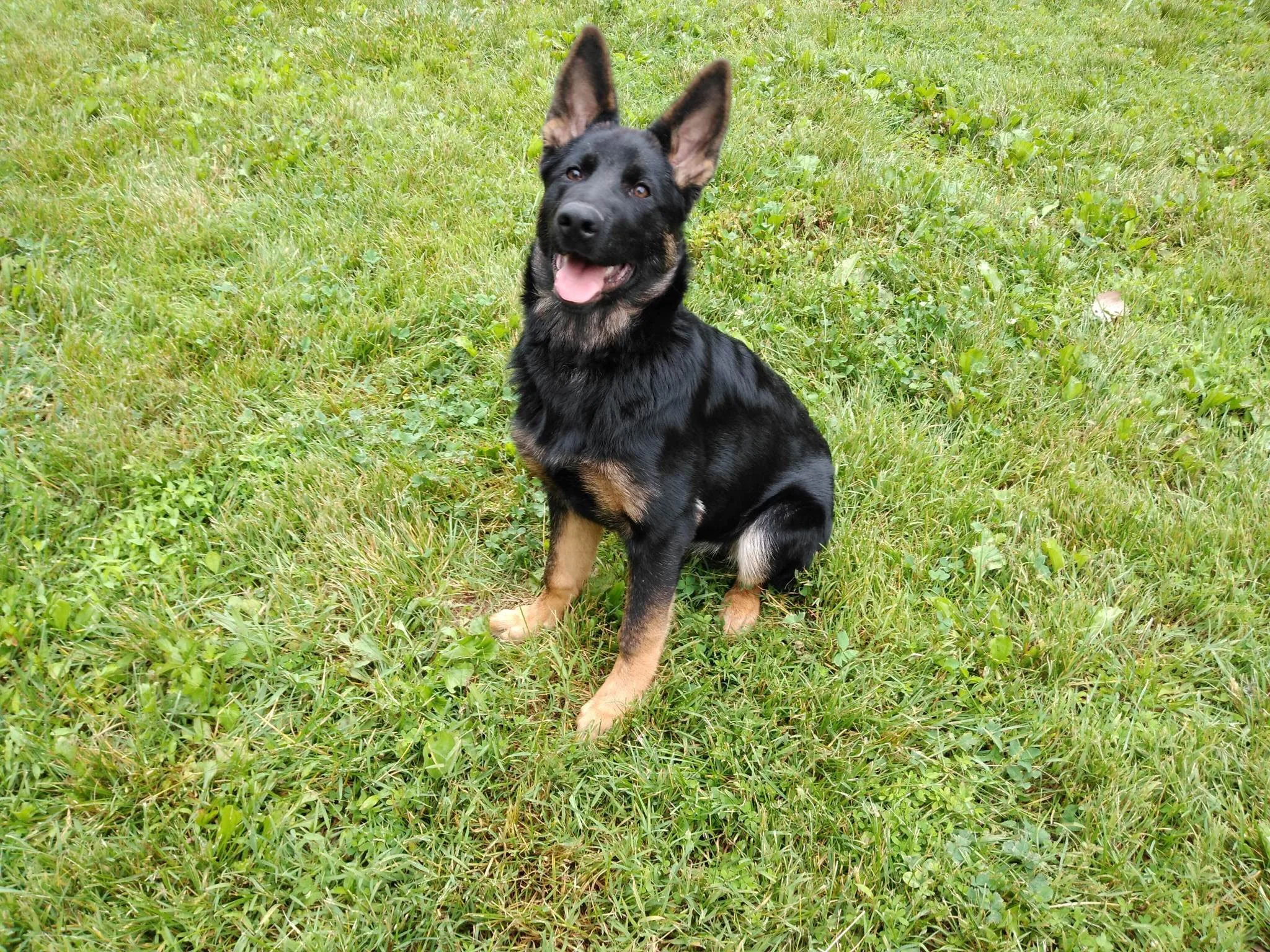 sadie-8.jpg