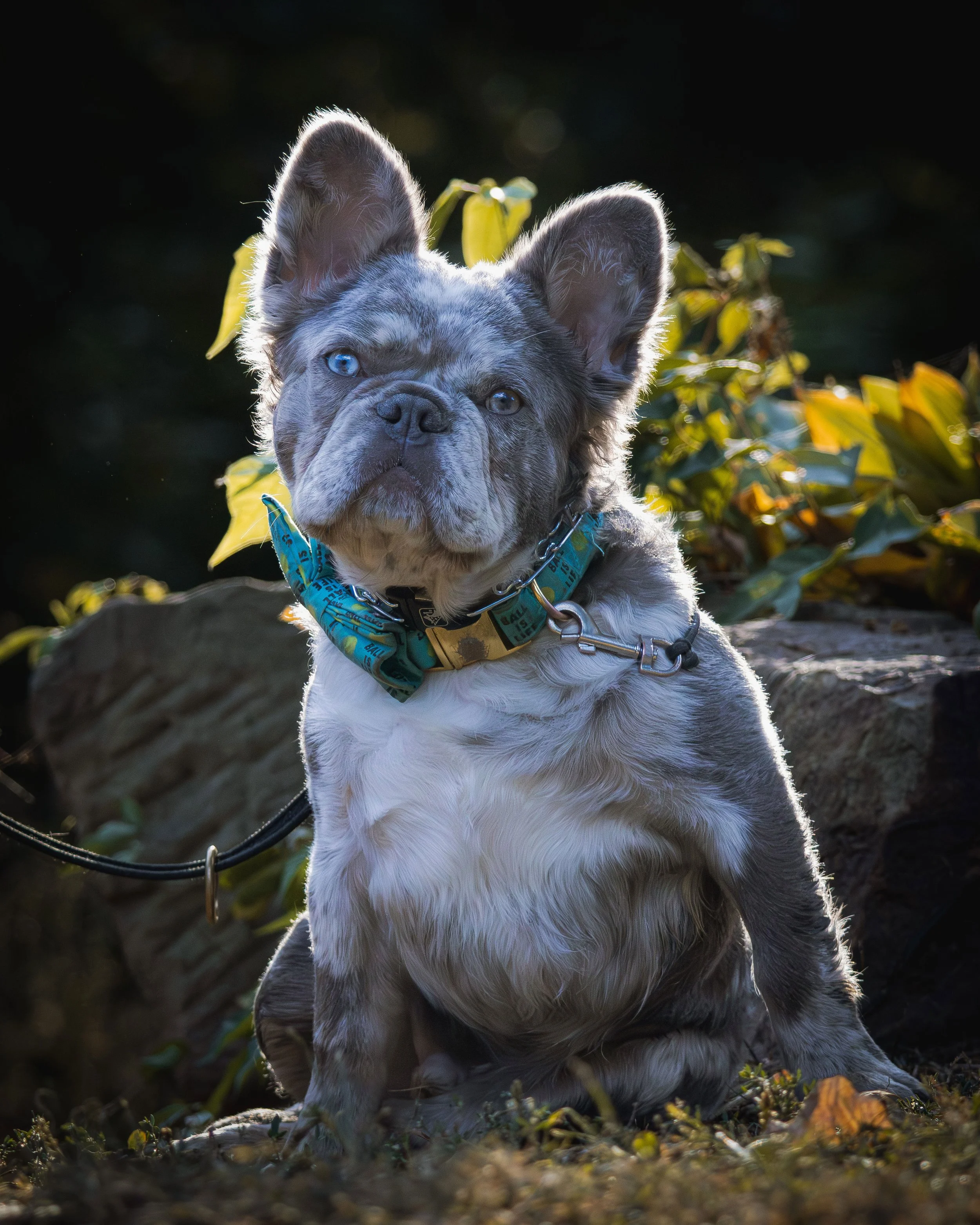 A French Bulldog puppy with a blue collar sitting outdoors near a tree trunk and green foliage, illuminated by natural light.