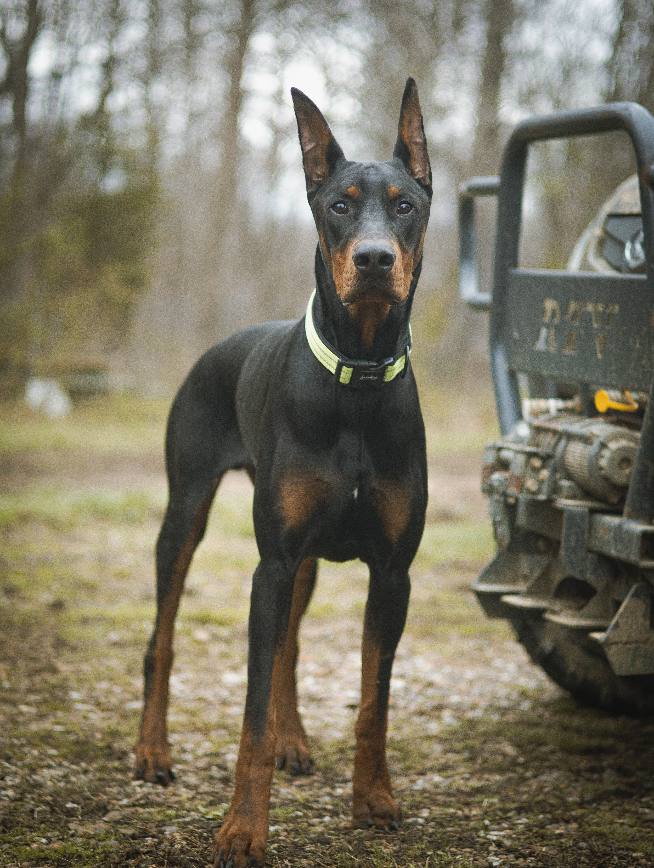 A Doberman dog with a black and tan coat standing outdoors on a dirt path next to a construction vehicle, with a background of leafless trees.