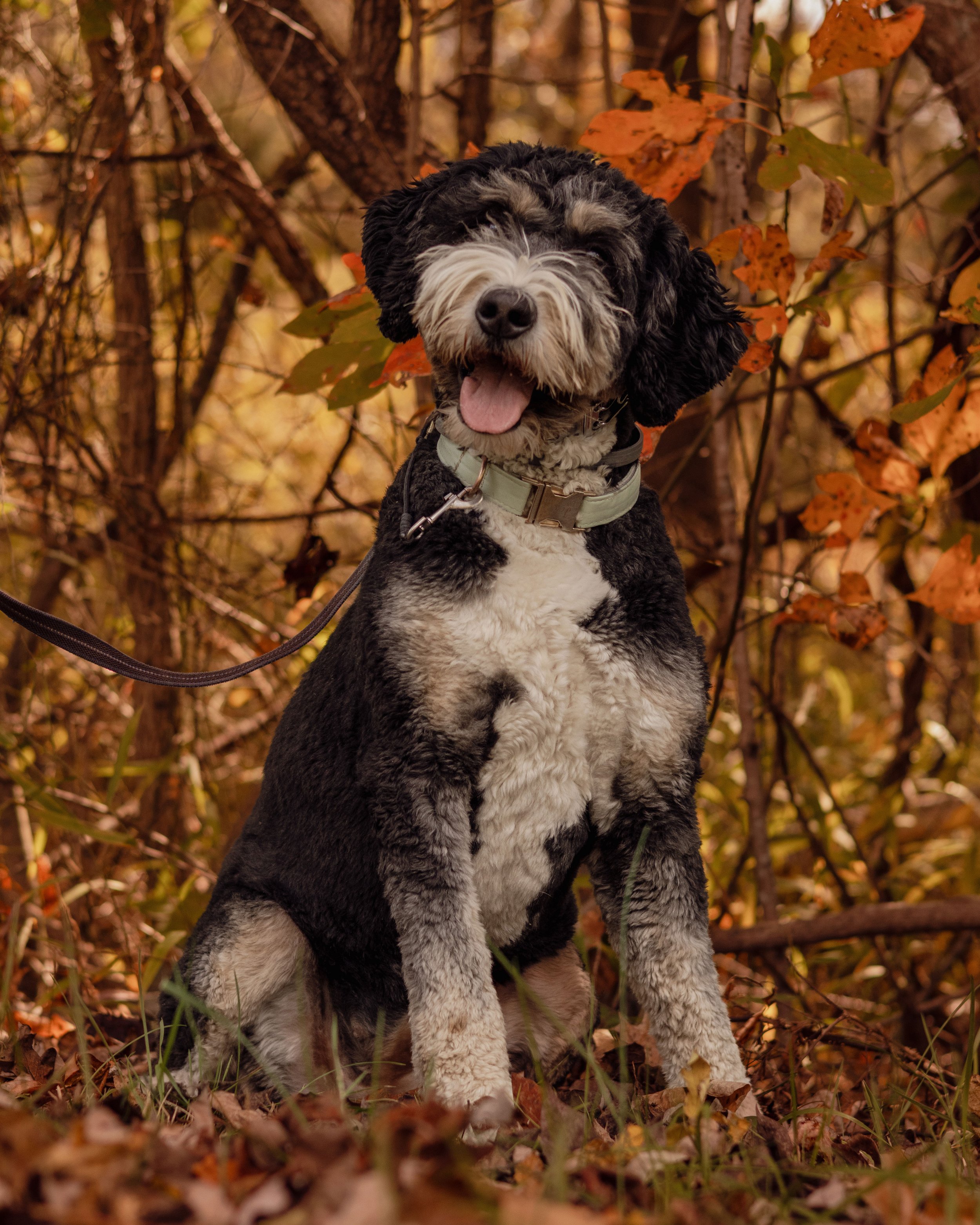 A happy black and white dog sitting outdoors amidst autumn foliage.