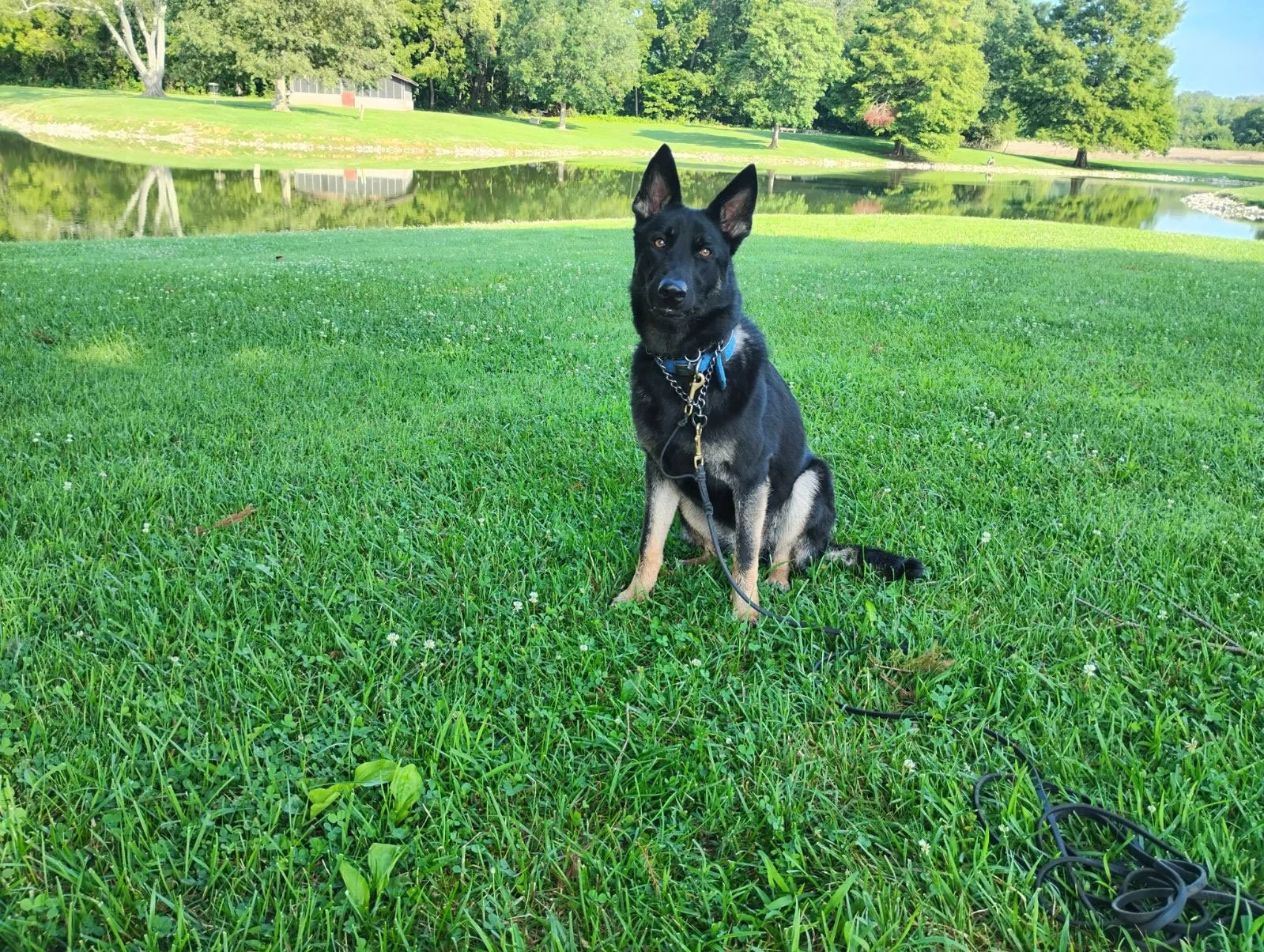 sadie-4.jpg
