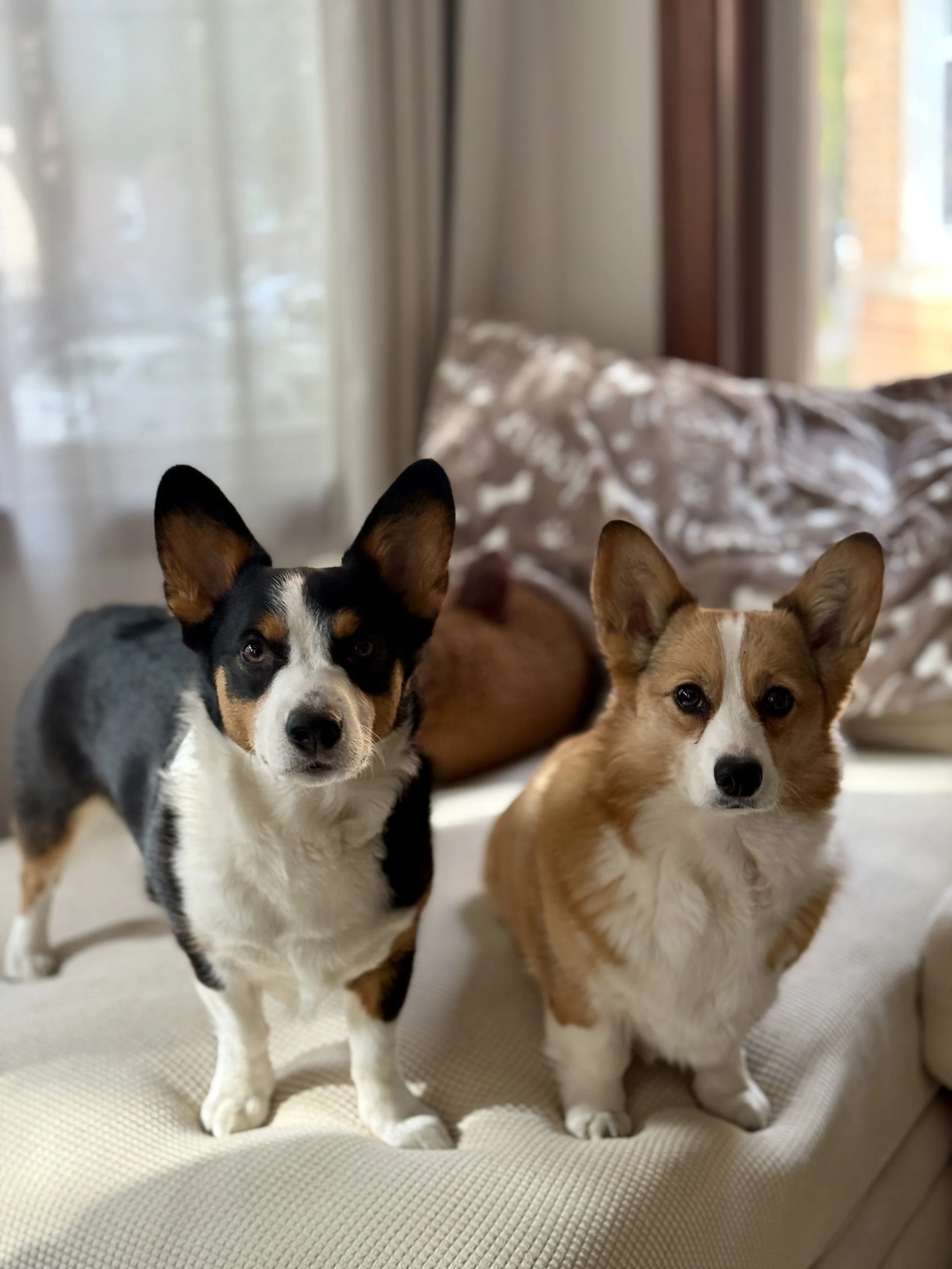 Two Welsh Corgis on a beige couch in a living room with a window and curtains in the background.