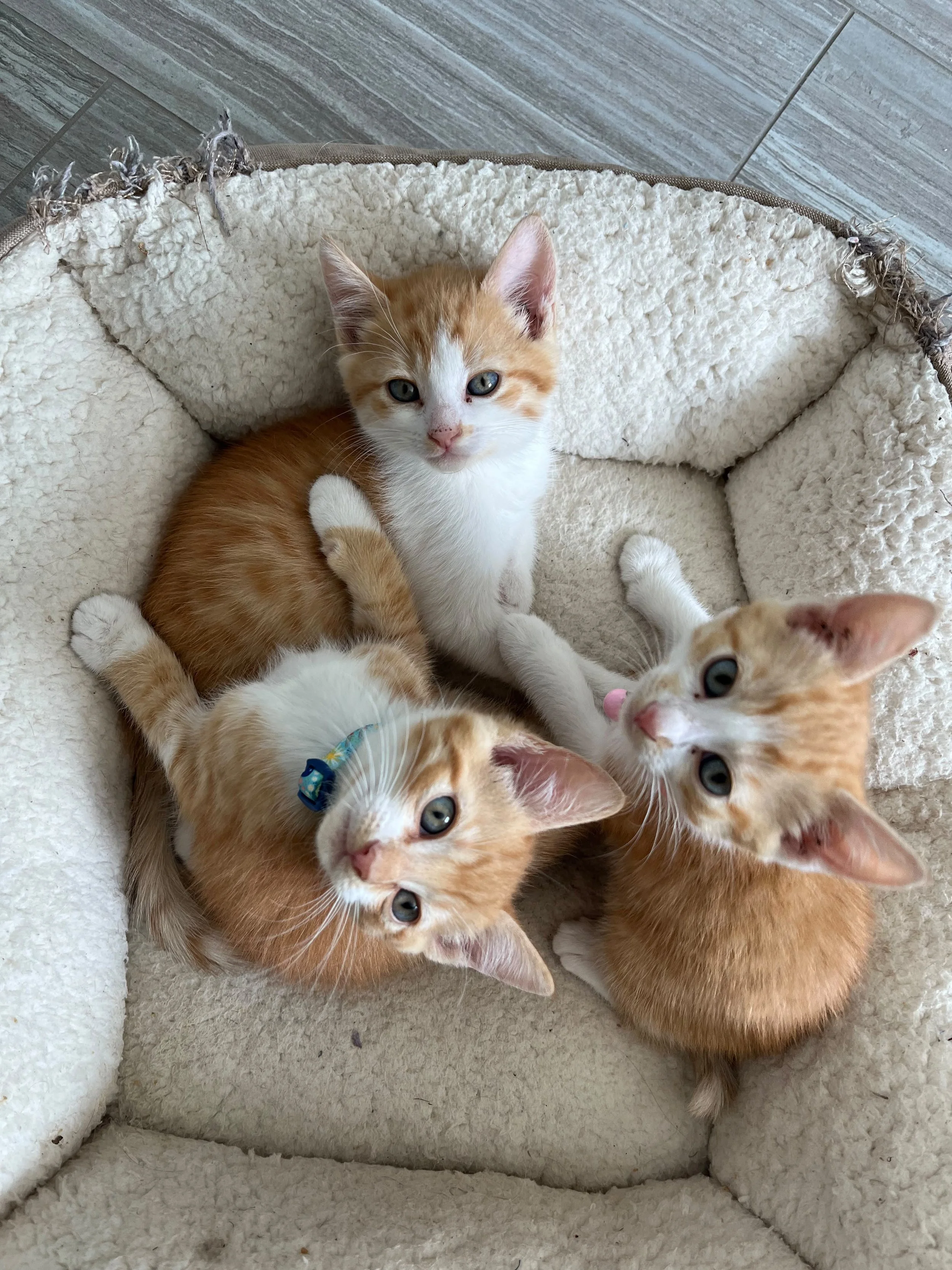 Spaying and Neutering: What Every Pet Parent Should Know