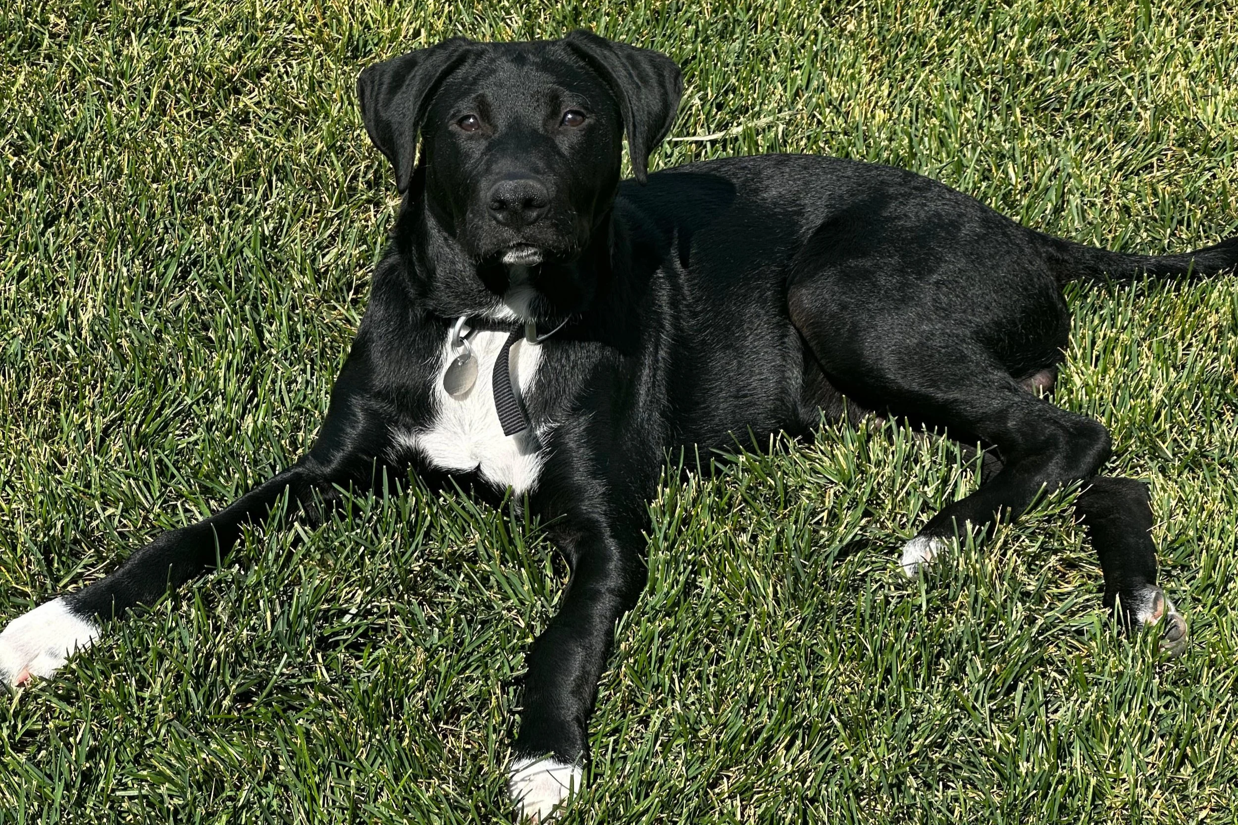 Tick-Borne Diseases in Dogs: What Pet Owners Should Know