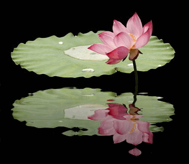 Pink lotus flower with green lily pad on water, reflected below.